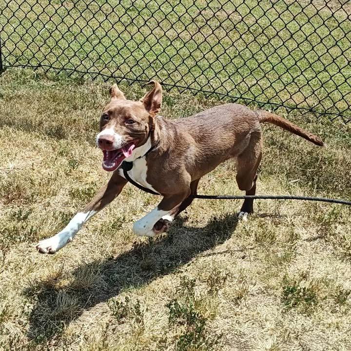 Enlarge Aura, a Adoptable Pit Bull Terrier in Springdale, AR image 3/6
