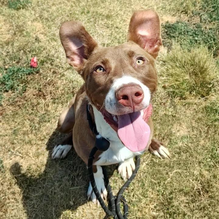 Enlarge Aura, a Adoptable Pit Bull Terrier in Springdale, AR image 4/6
