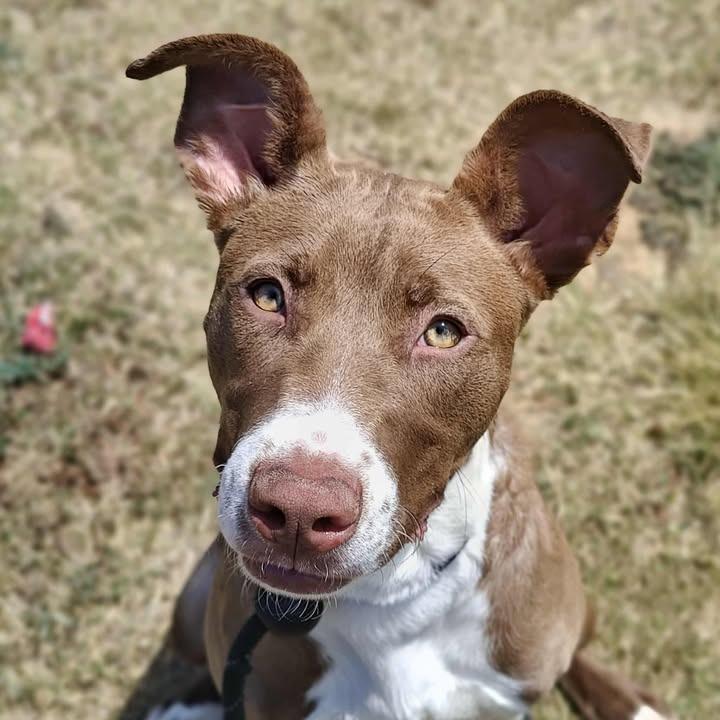 Aura, a Adoptable Pit Bull Terrier in Springdale, AR image 4/6