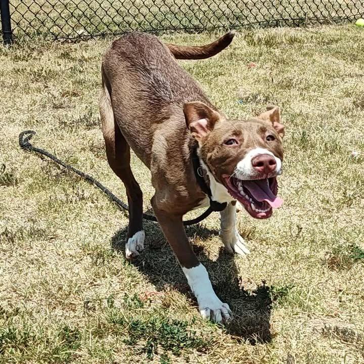 Enlarge Aura, a Adoptable Pit Bull Terrier in Springdale, AR image 6/6