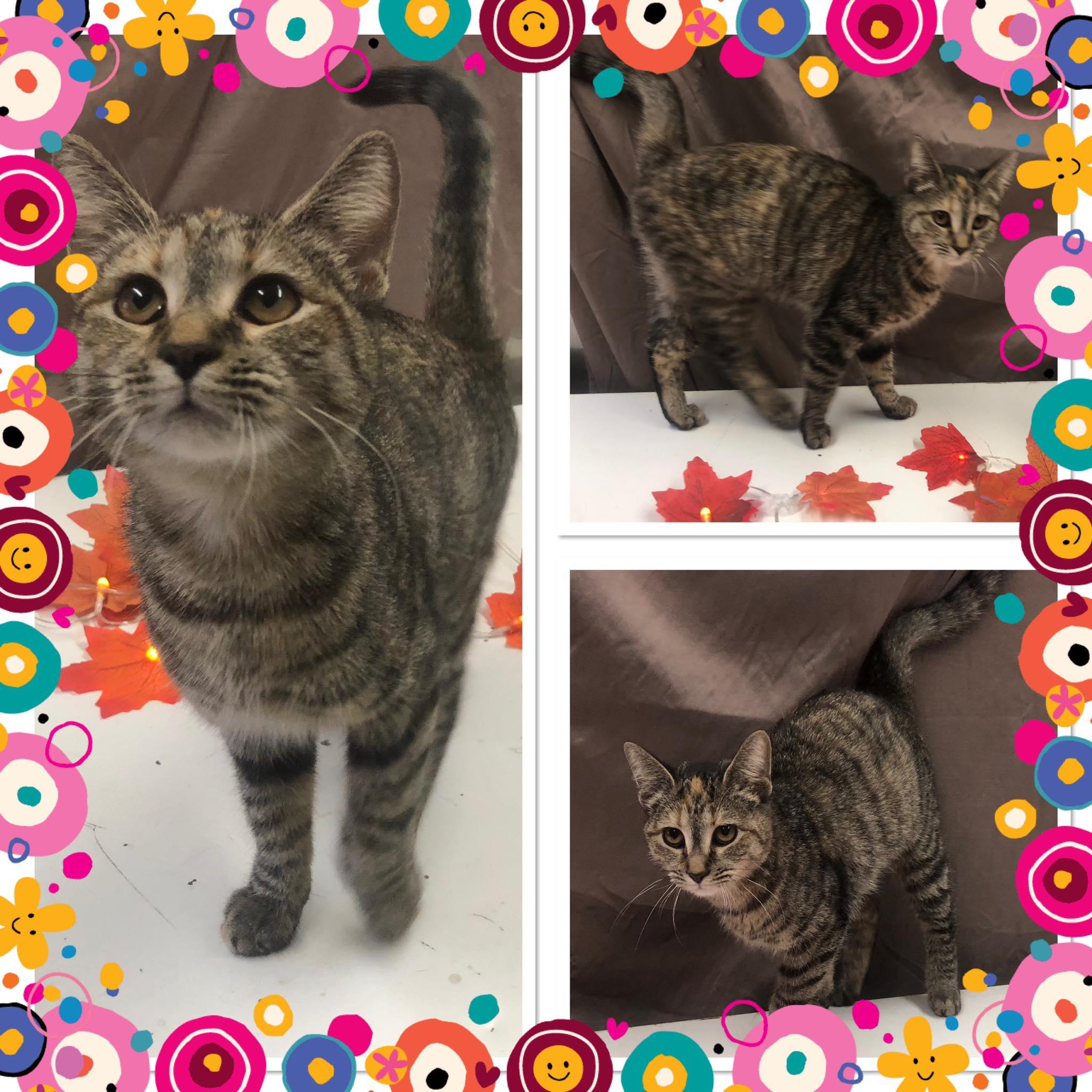 Enlarge TINY T, a Adoptable Domestic Short Hair in Buckhannon, WV image 1/1