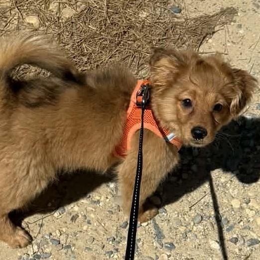 Enlarge Becca, a ADOPTABLE mixed breed in Cherry Hill, NJ image 2/6