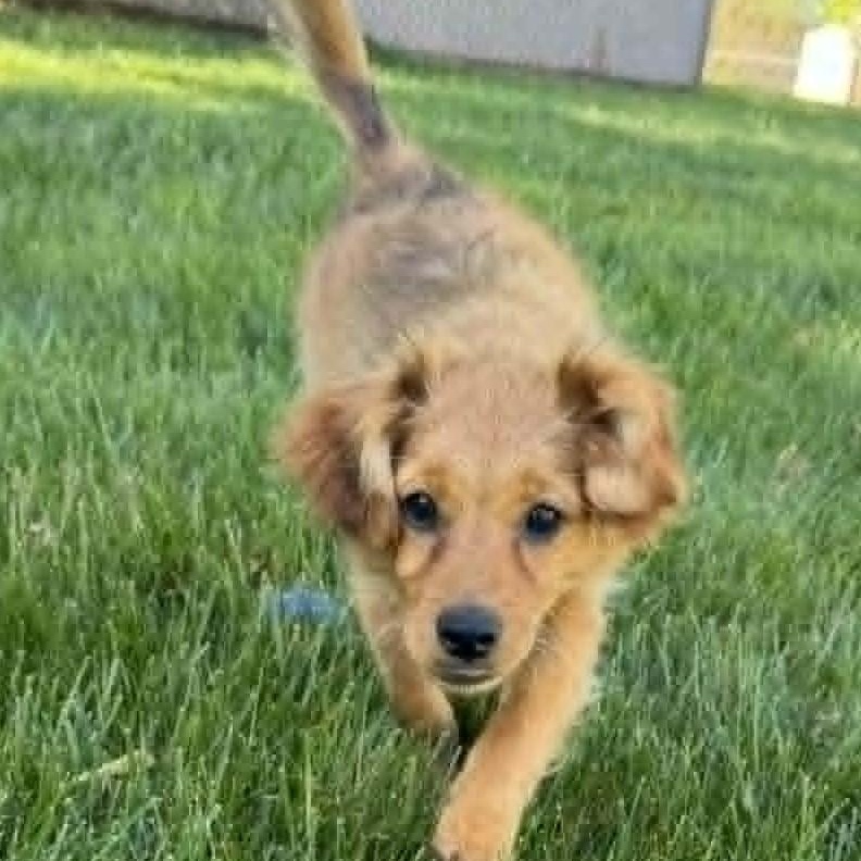 Enlarge Becca, a ADOPTABLE mixed breed in Cherry Hill, NJ image 3/6