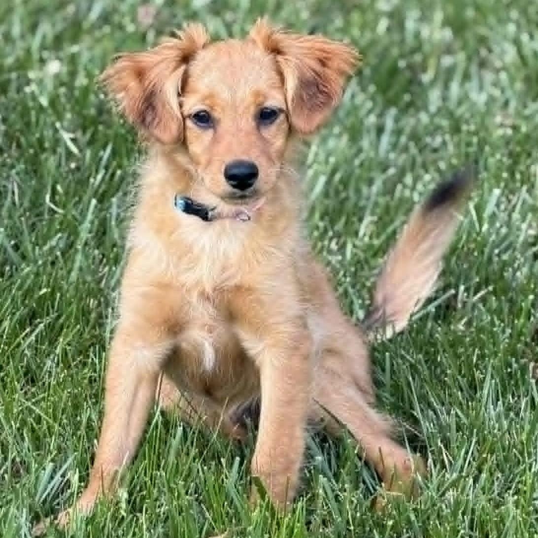 Becca, ADOPTABLE, Puppy Female Miniature Poodle & Terrier.