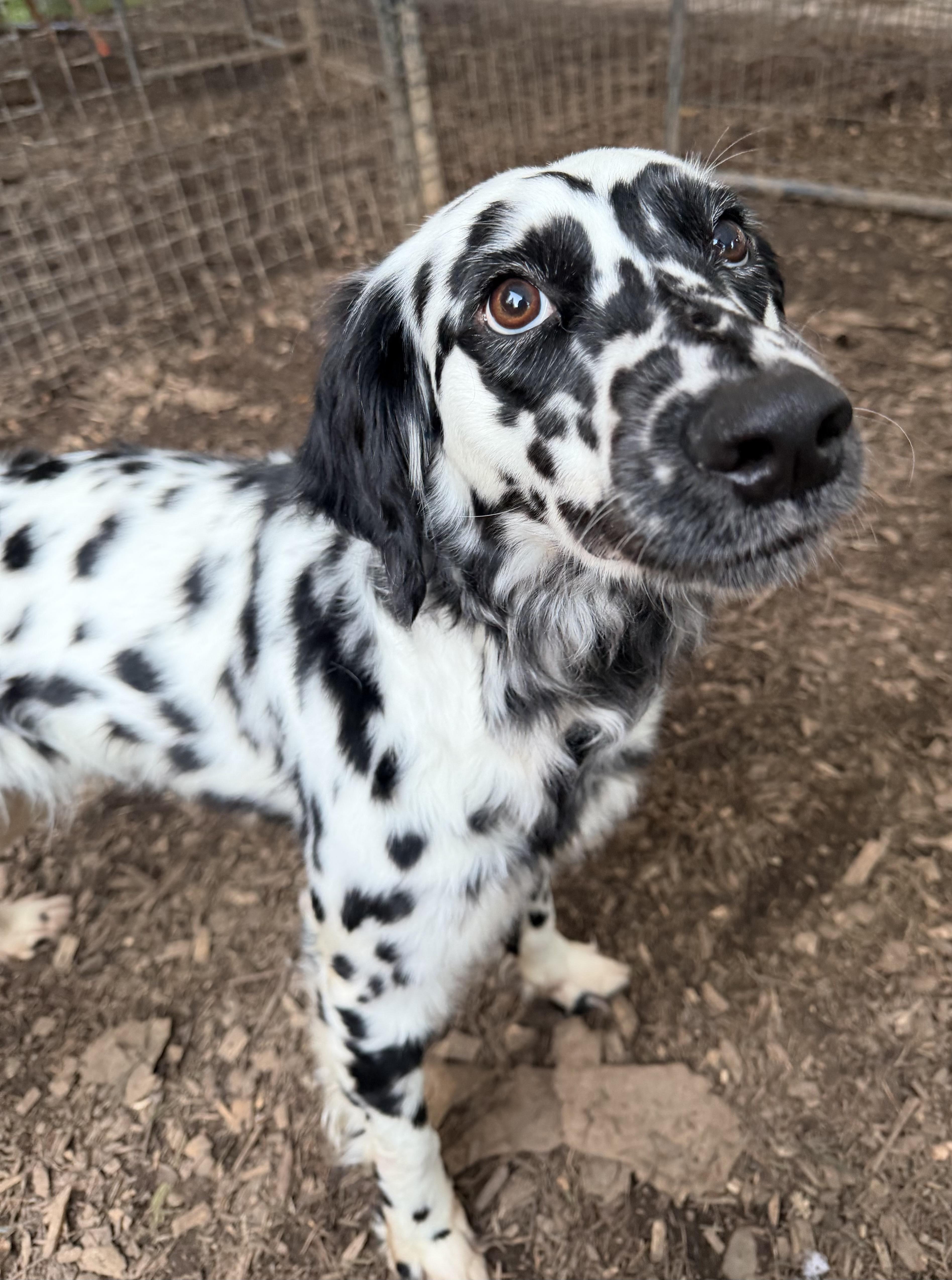 Enlarge SANDY, an adopted mixed breed in Graham, WA image 1/2