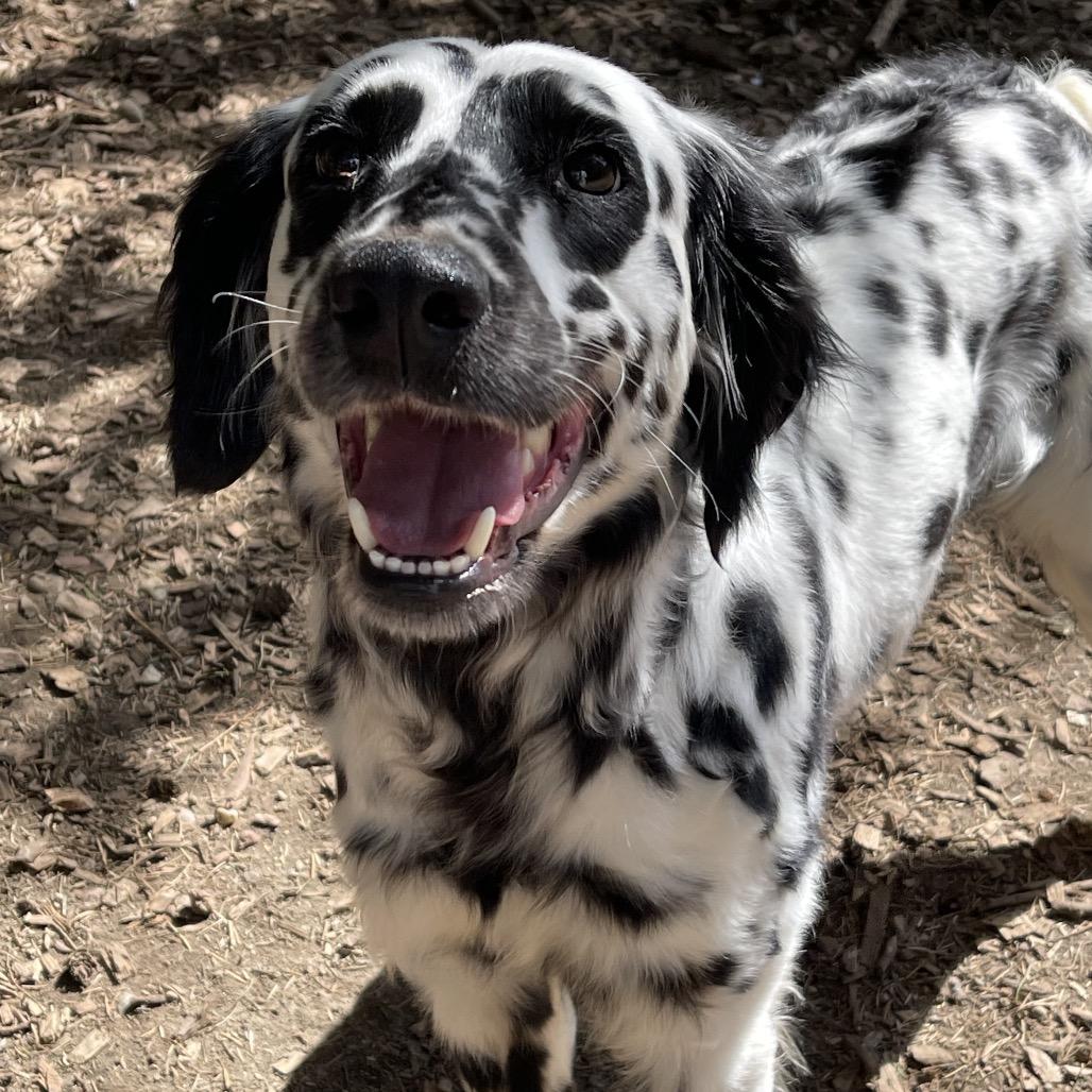 Enlarge SANDY, an adopted mixed breed in Graham, WA image 2/2
