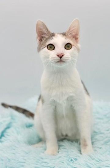 Enlarge Late Fee, an adopted Calico in Covington, LA image 1/1