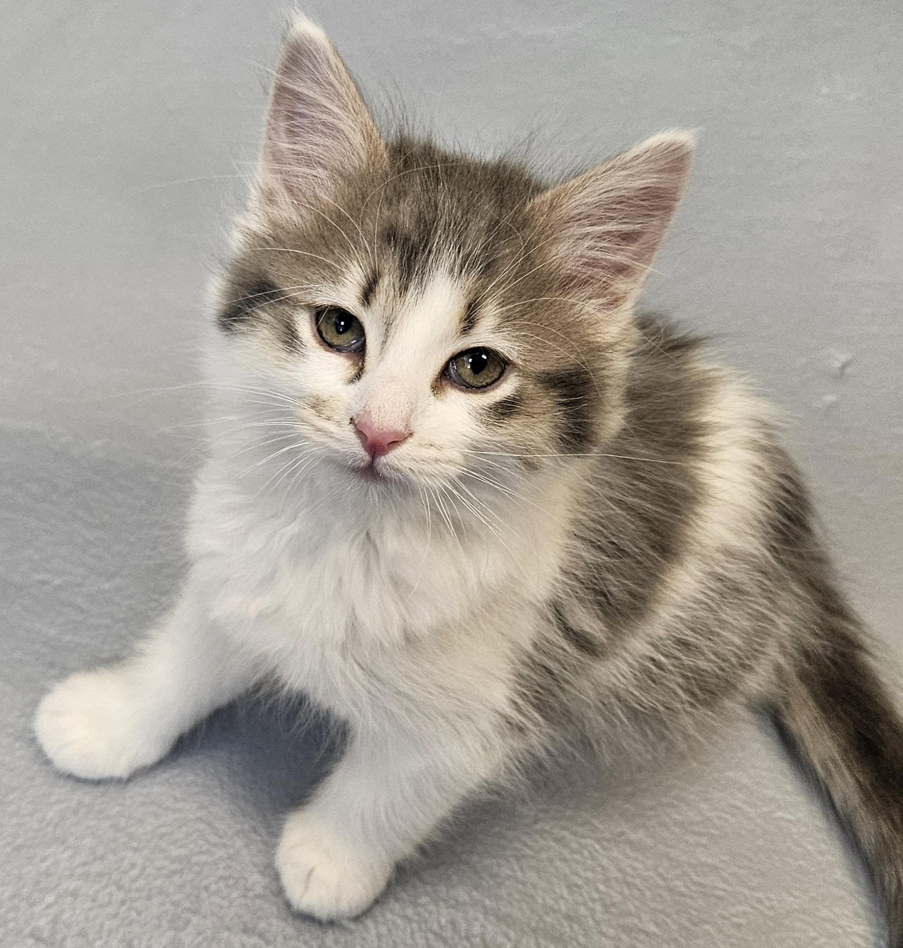 Selene, Adoptable, Young Female Domestic Long Hair.