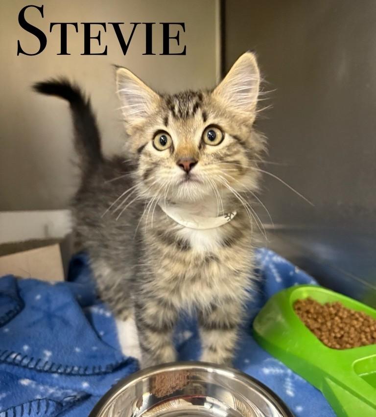 Stevie, an adoptable Domestic Short Hair in Craig, CO, 81625 | Photo Image 1