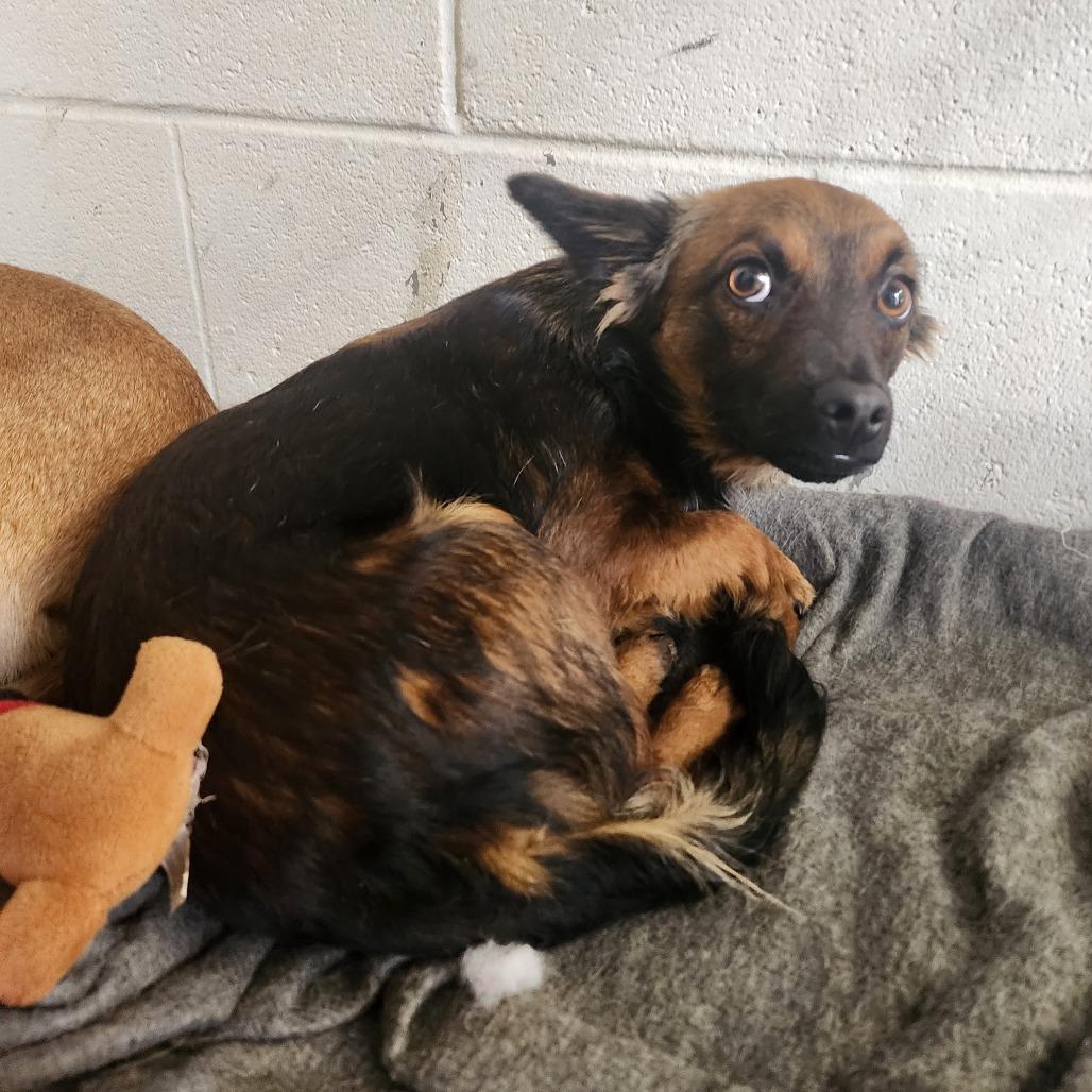 Nugget, Adoptable, Young Male Mixed Breed.