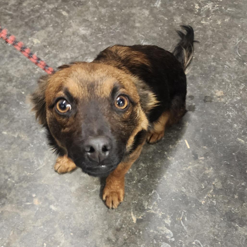 Enlarge Nugget, a Adoptable Mixed Breed in Evensville, TN image 2/3