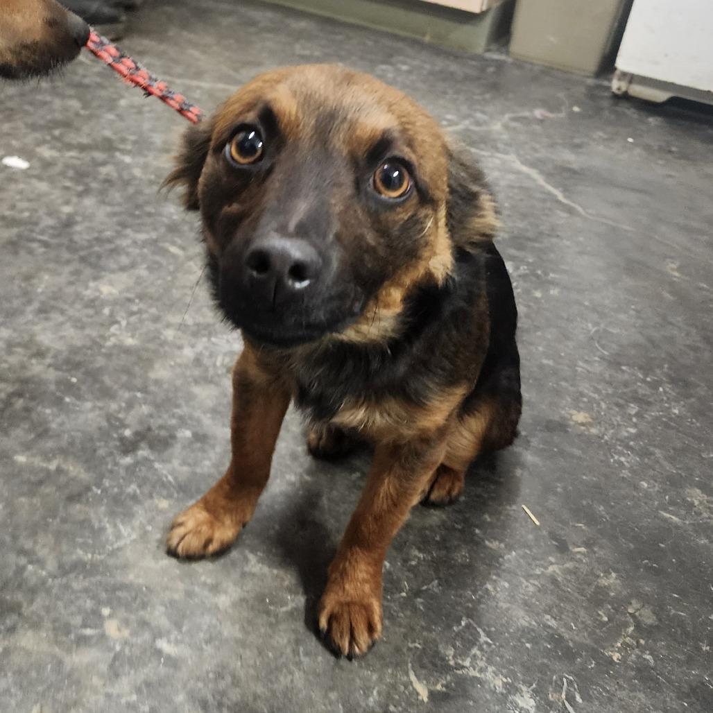 Enlarge Nugget, a Adoptable Mixed Breed in Evensville, TN image 3/3