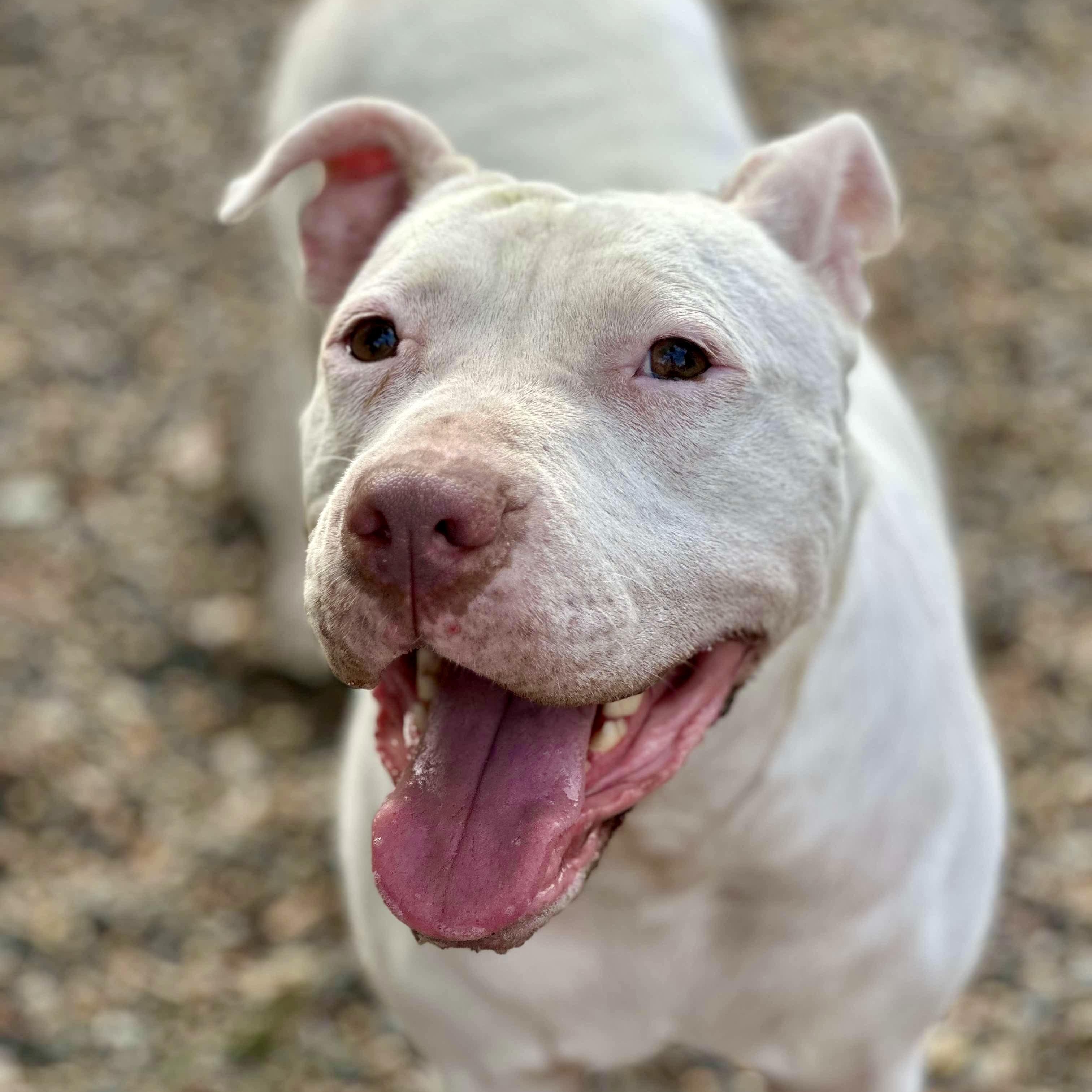 Gemma, a Adoptable mixed breed in Albany, NY image 3/6