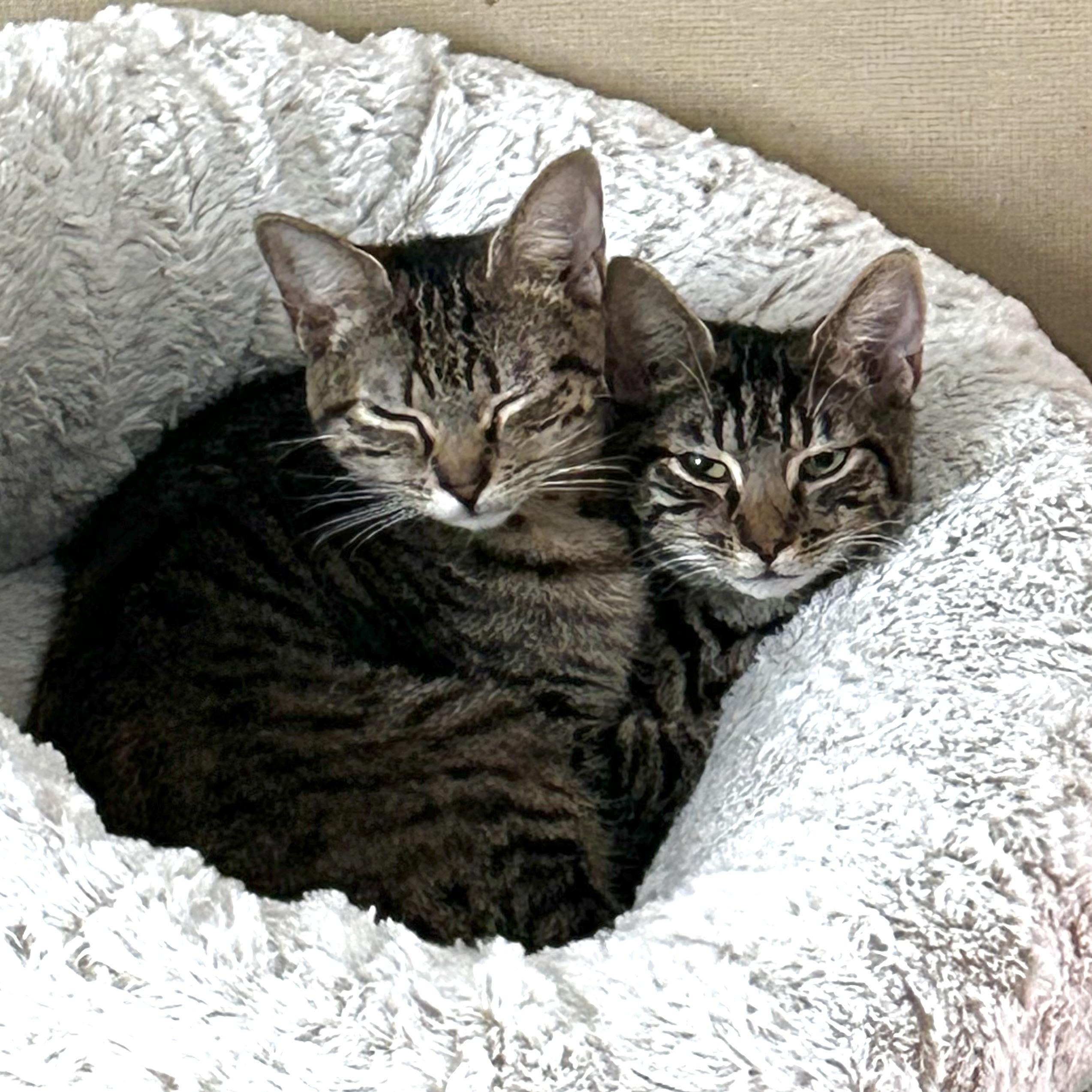 Mug & Mop (BONDED PAIR)