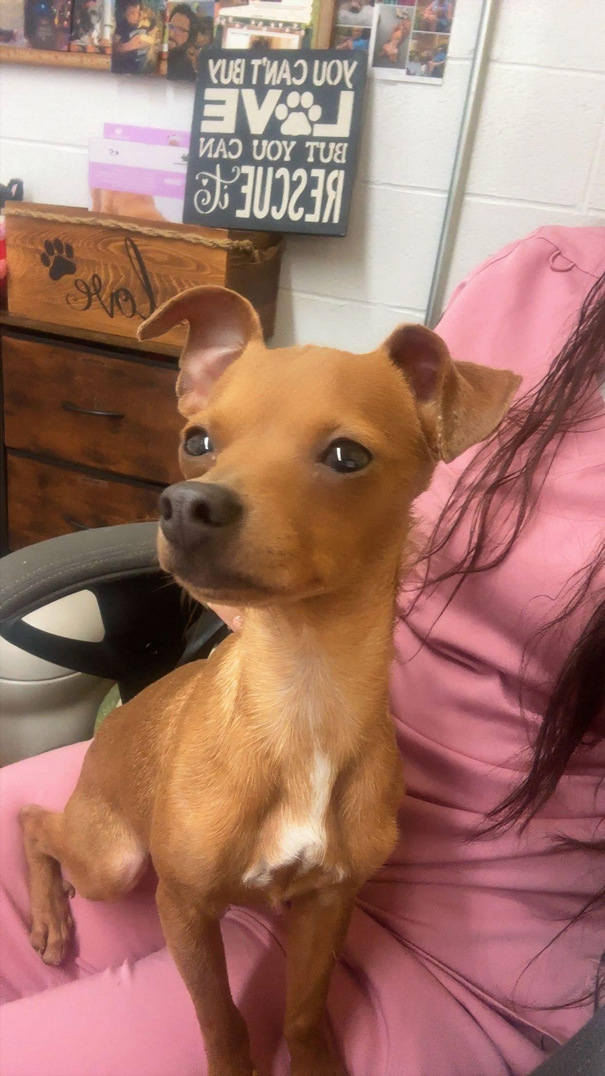 Enlarge Furball, a Adoptable Chihuahua in York, SC image 1/2