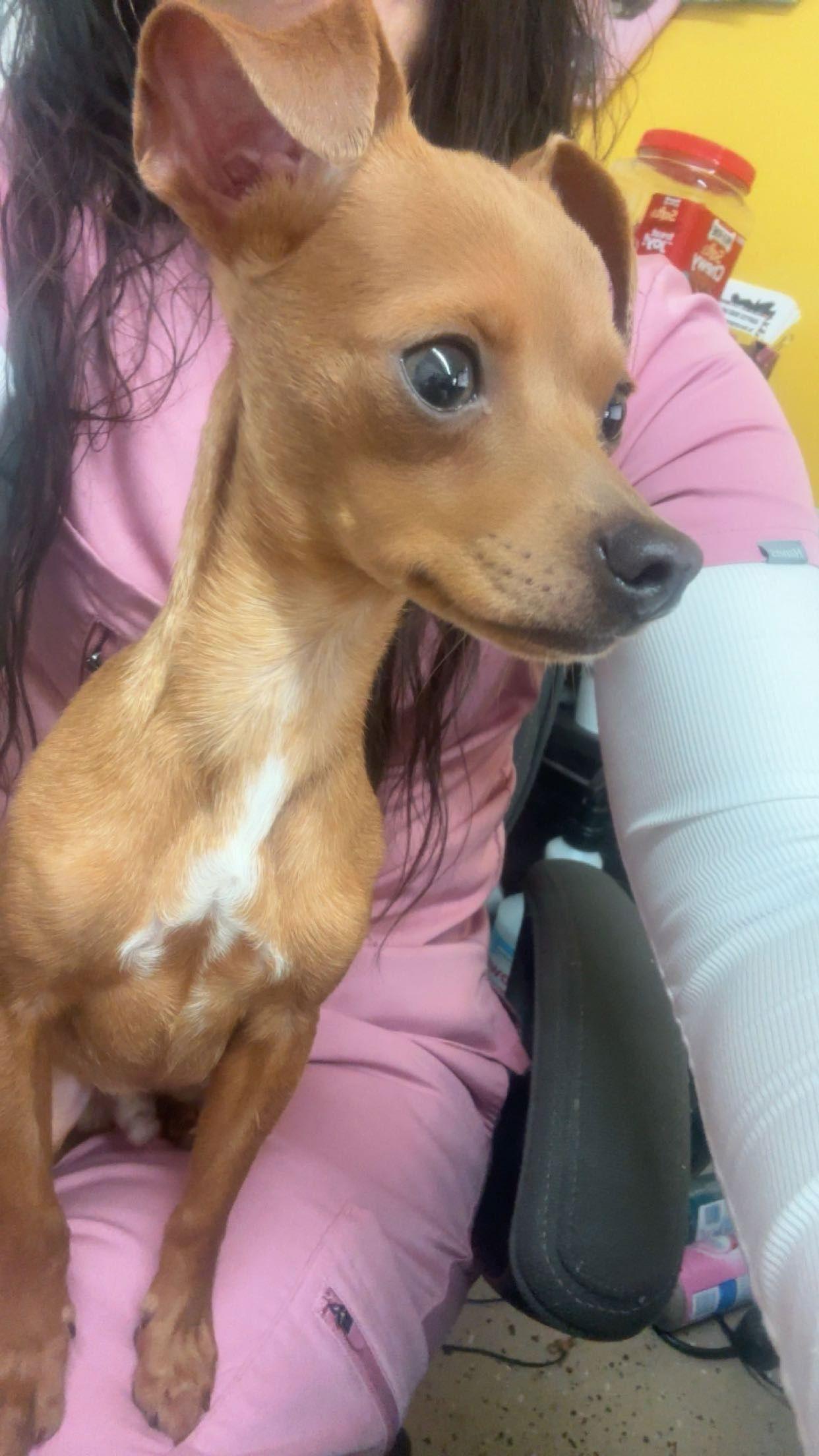 Enlarge Furball, a Adoptable Chihuahua in York, SC image 2/2