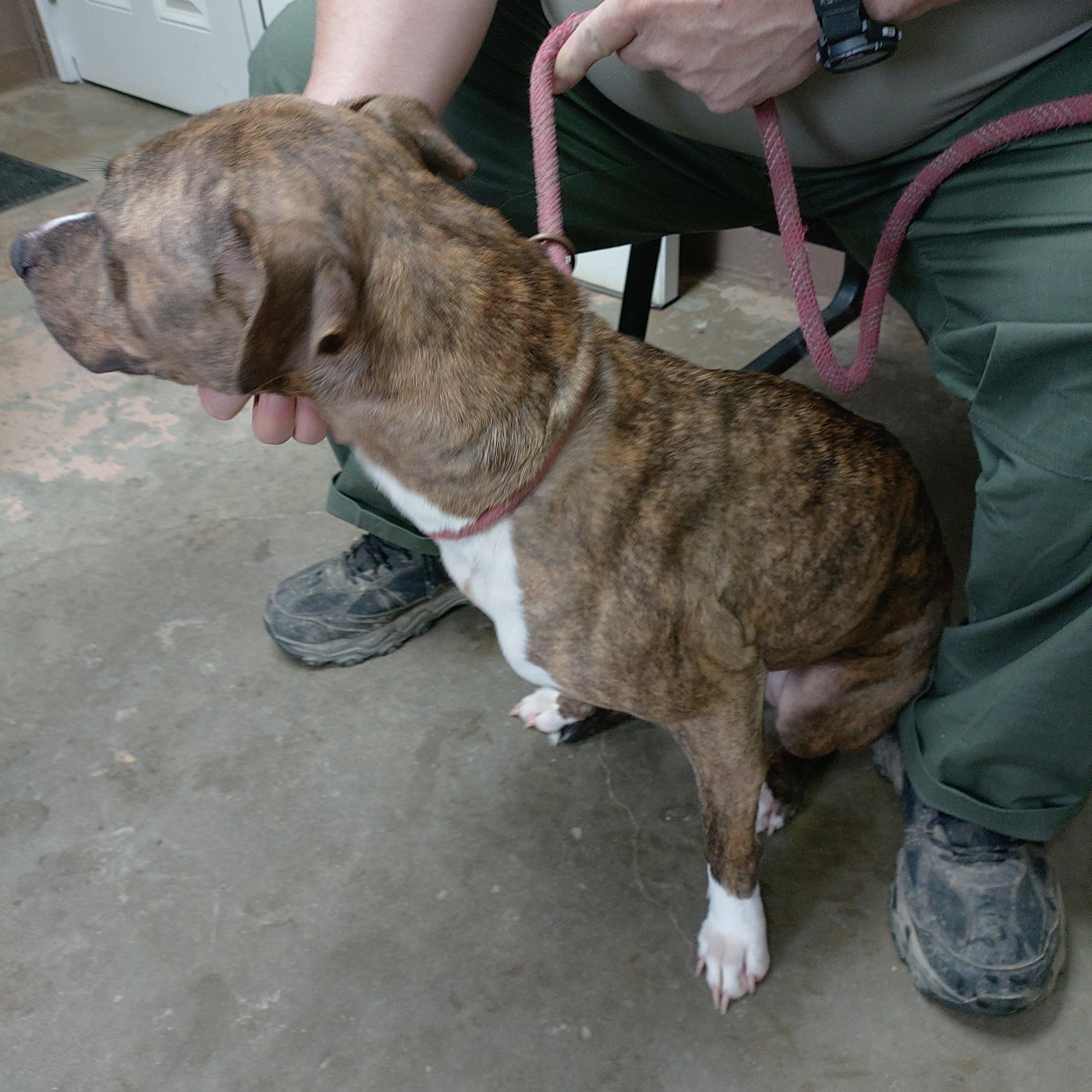 Enlarge 26-026, a ADOPTABLE mixed breed in Carrollton, OH image 3/3