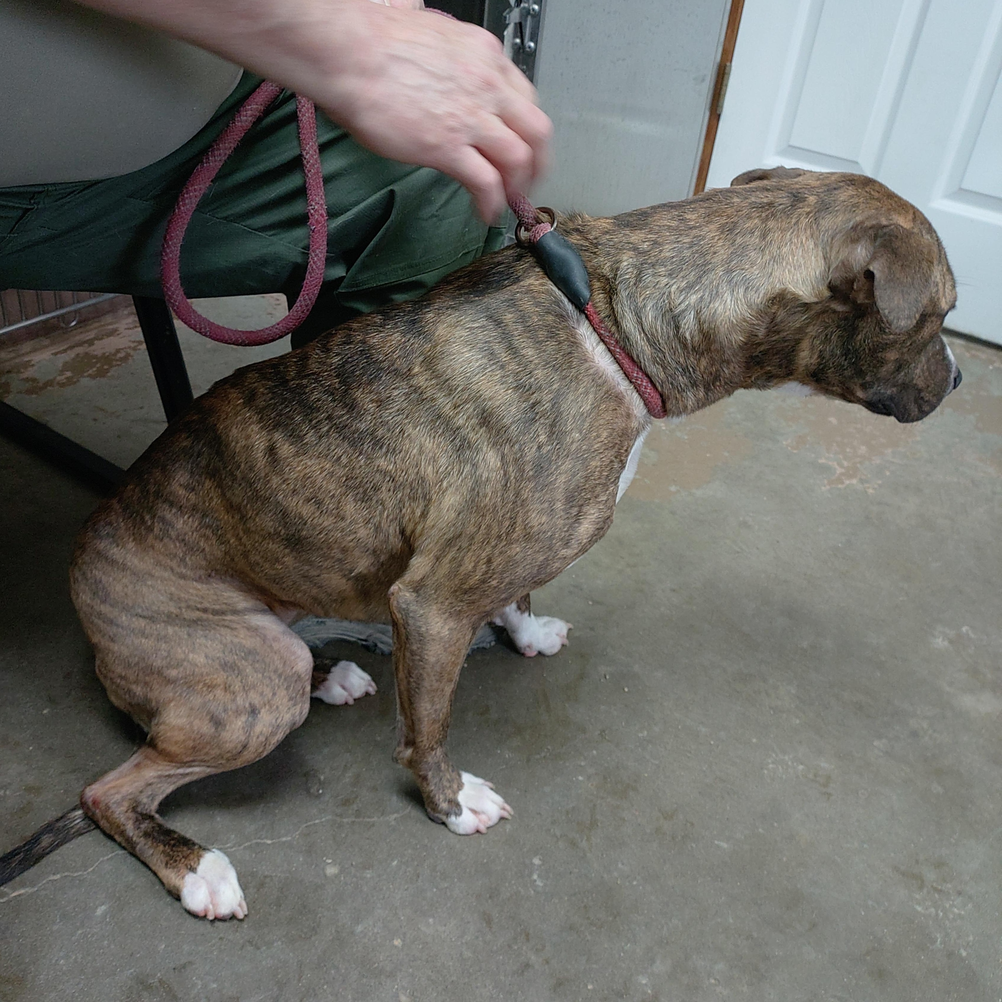 Enlarge 26-026, a ADOPTABLE mixed breed in Carrollton, OH image 2/3