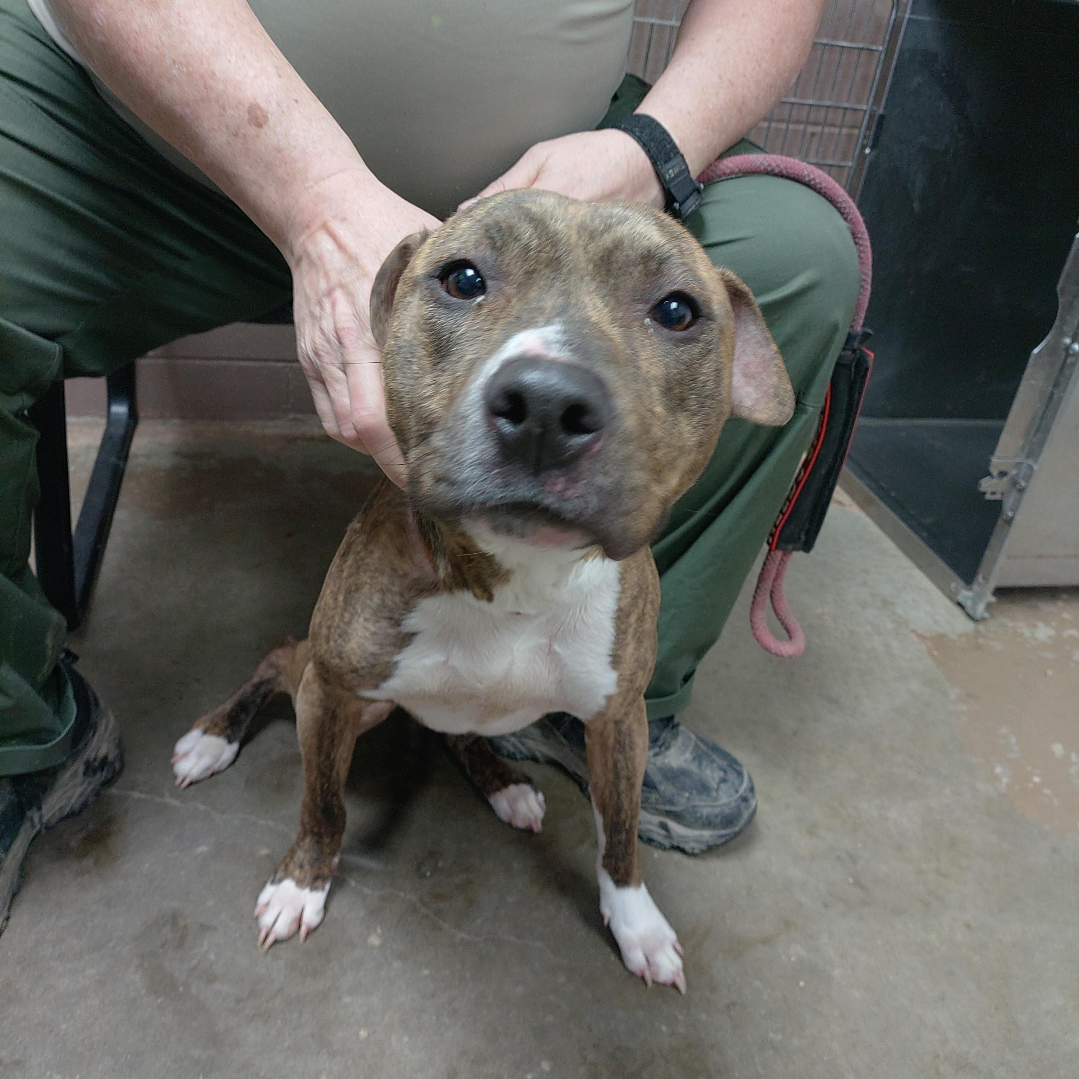 Enlarge 26-026, a ADOPTABLE mixed breed in Carrollton, OH image 1/3