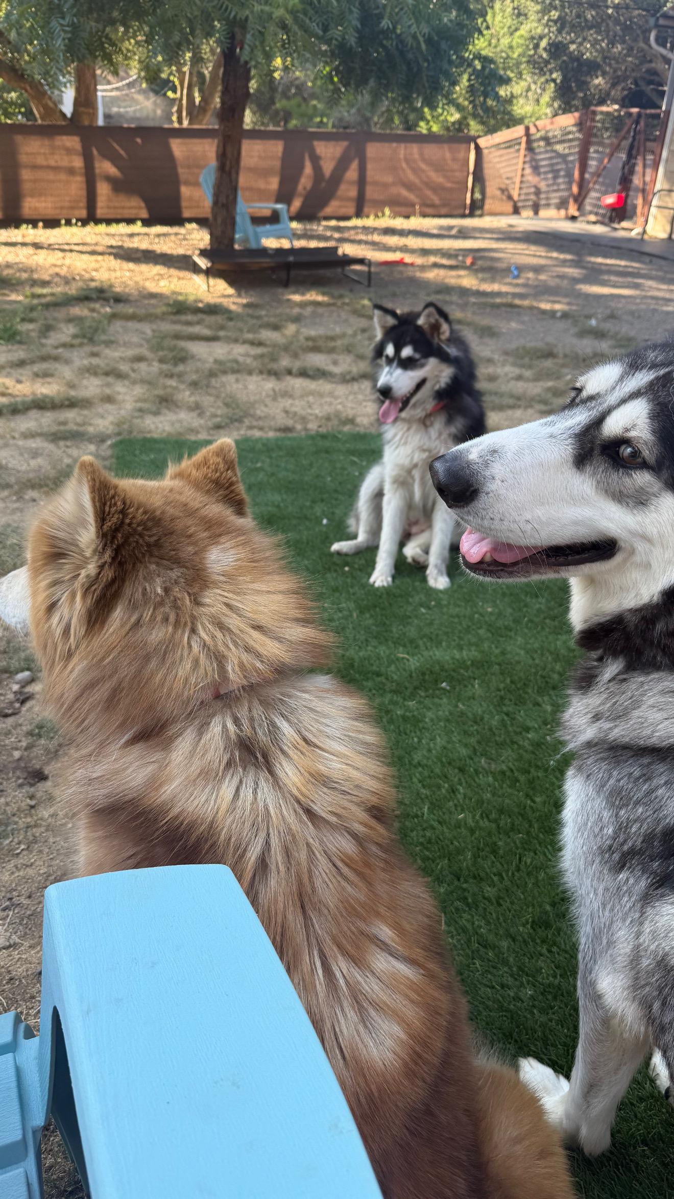 Freeda, a Adoptable Husky in San Rafael, CA image 2/5