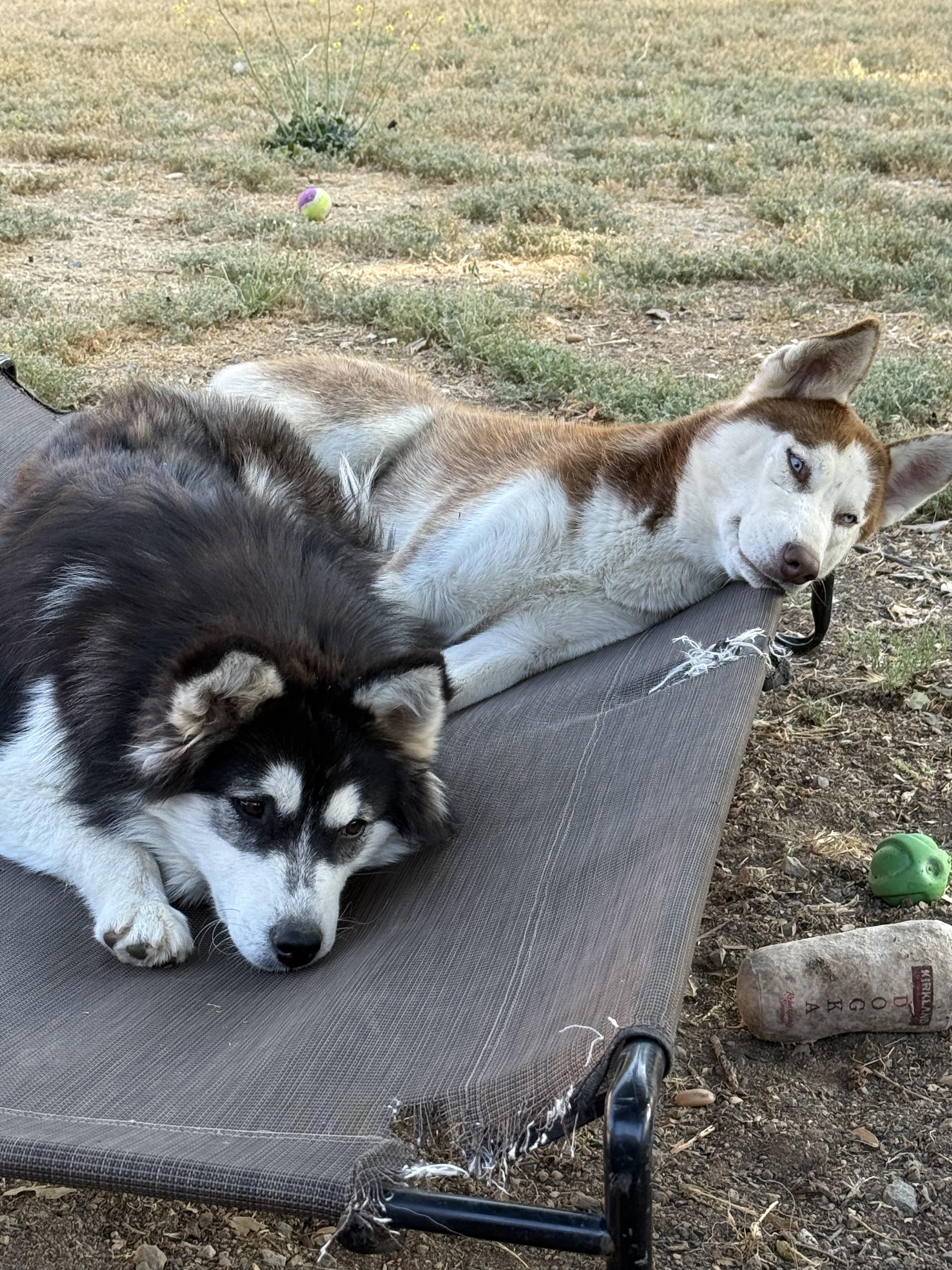 Freeda, a Adoptable Husky in San Rafael, CA image 5/5