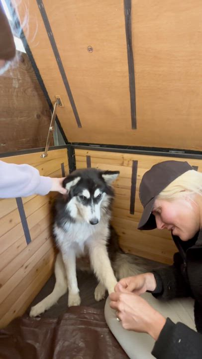 Enlarge Freeda, a Adoptable Husky in San Rafael, CA video 1/5