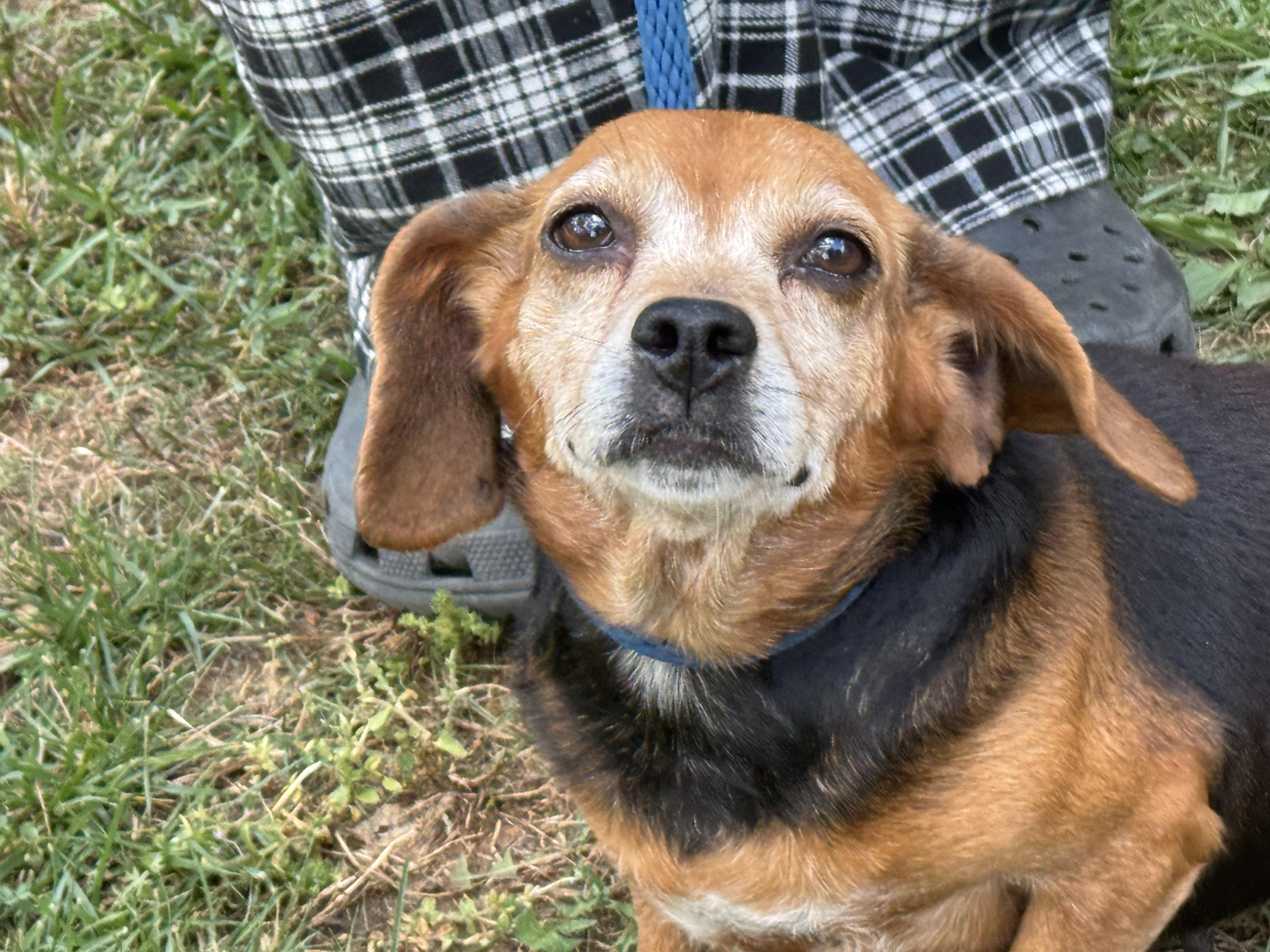 Enlarge Ballerina, a ADOPTABLE Beagle in Richmond, VA image 4/6