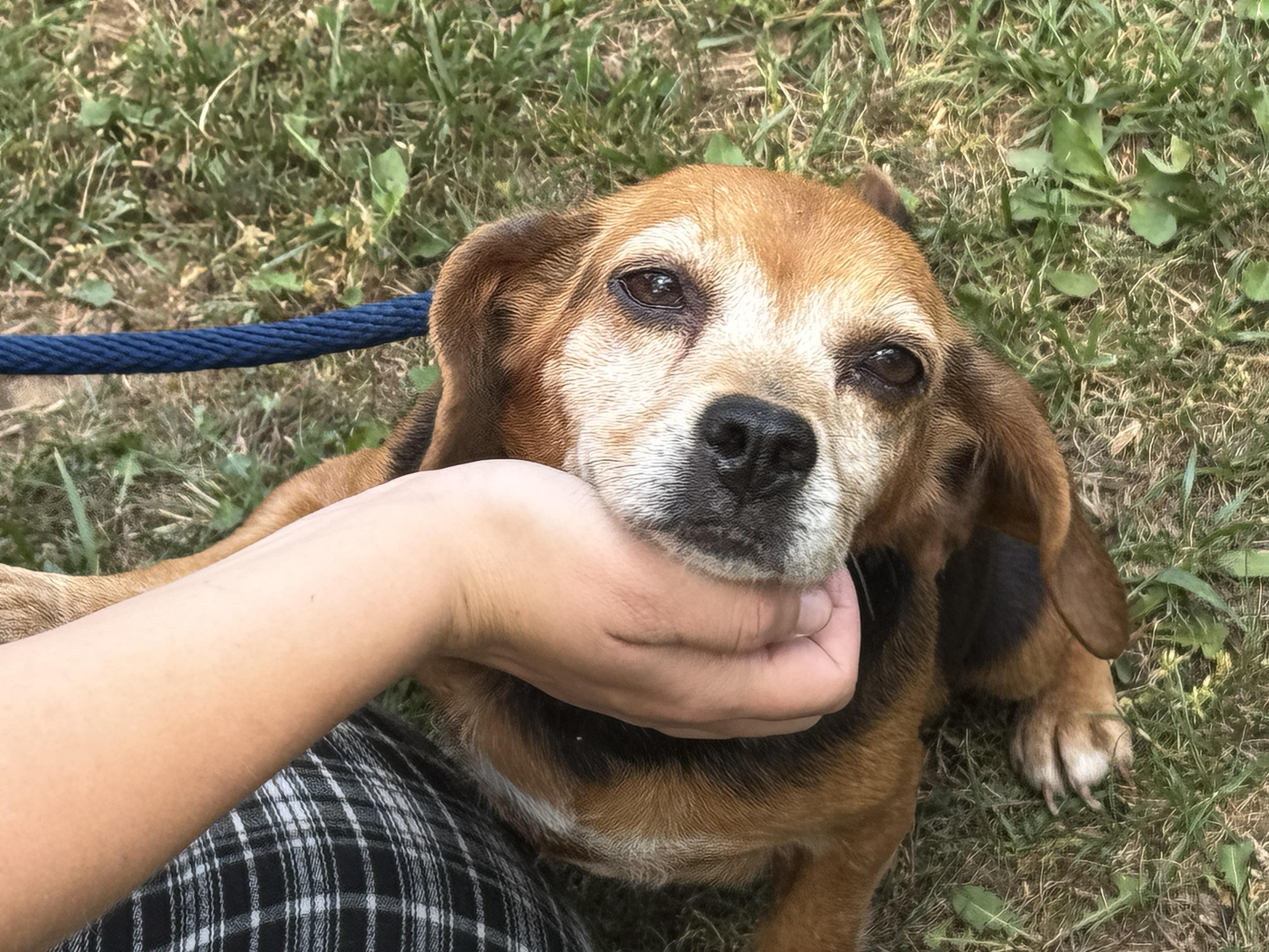 Enlarge Ballerina, a ADOPTABLE Beagle in Richmond, VA image 5/6