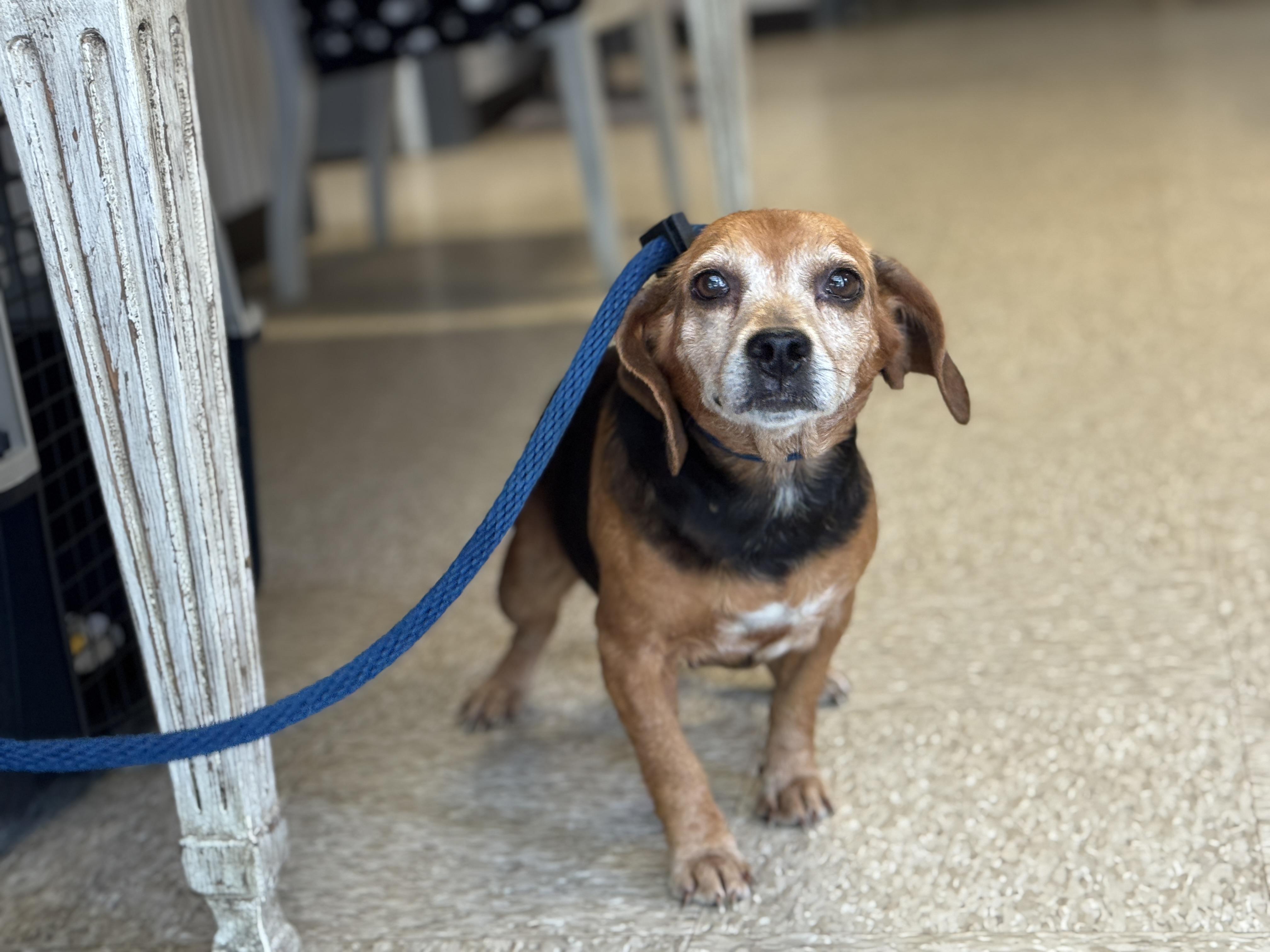 Enlarge Ballerina, a ADOPTABLE Beagle in Richmond, VA image 2/6