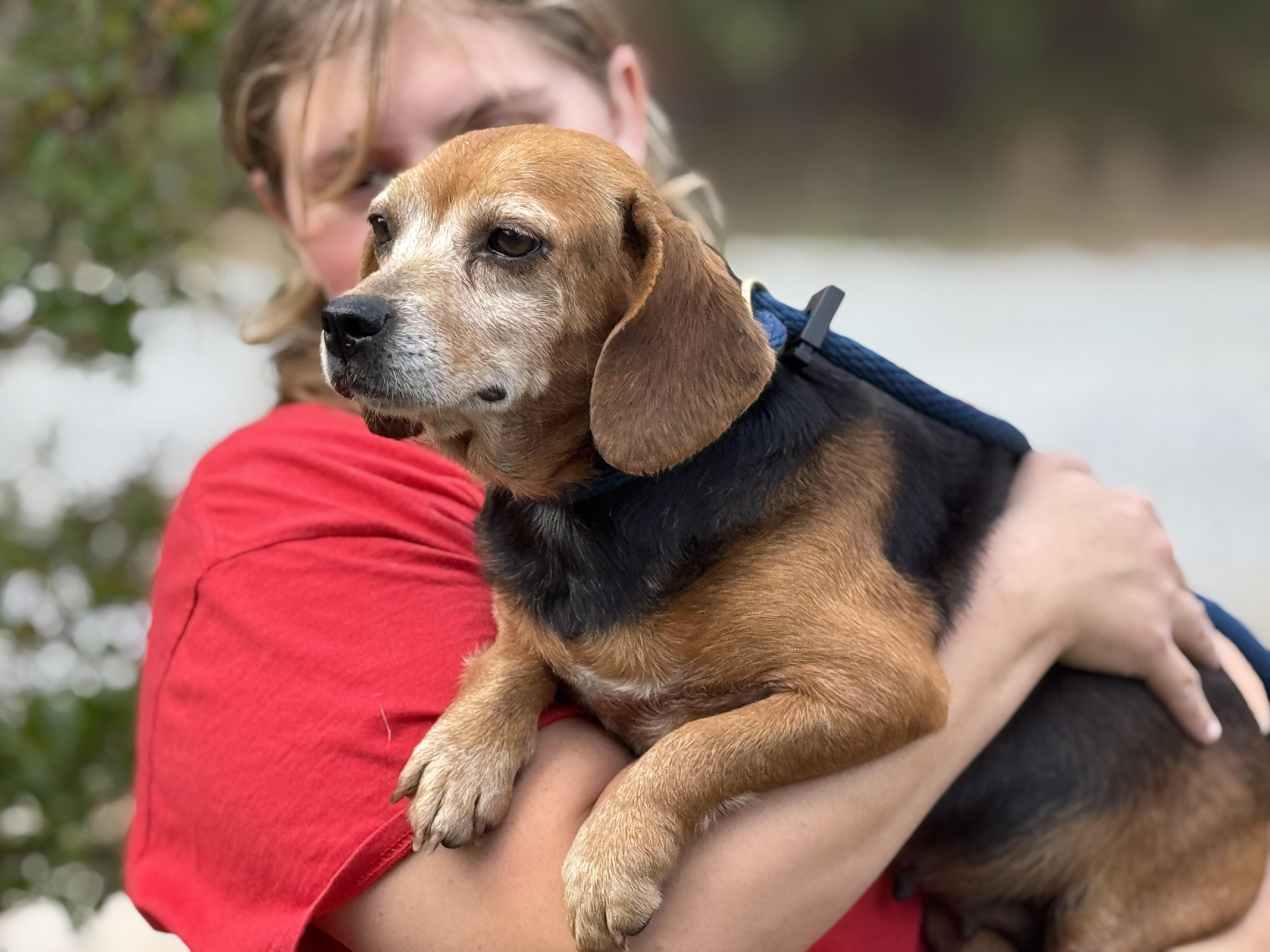Enlarge Ballerina, a ADOPTABLE Beagle in Richmond, VA image 3/6