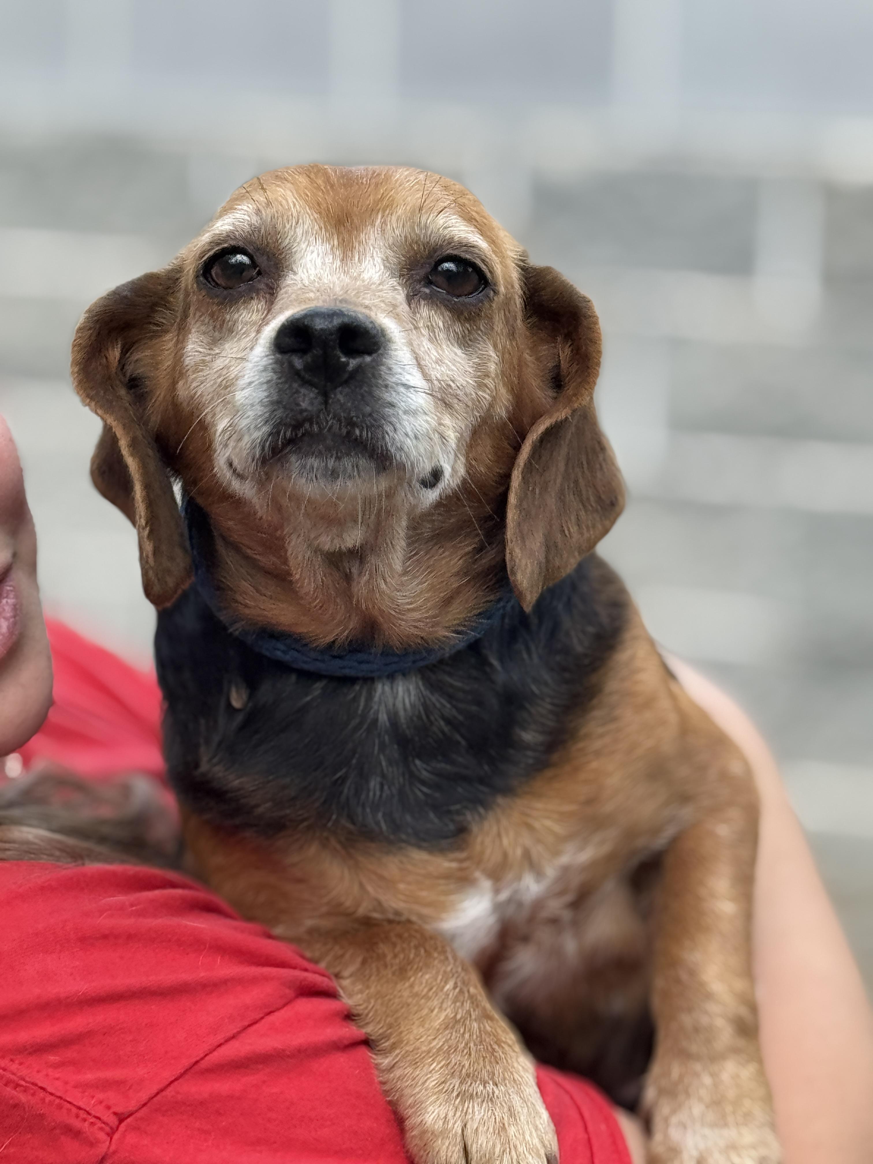 Ballerina, ADOPTABLE, Adult Female Beagle.