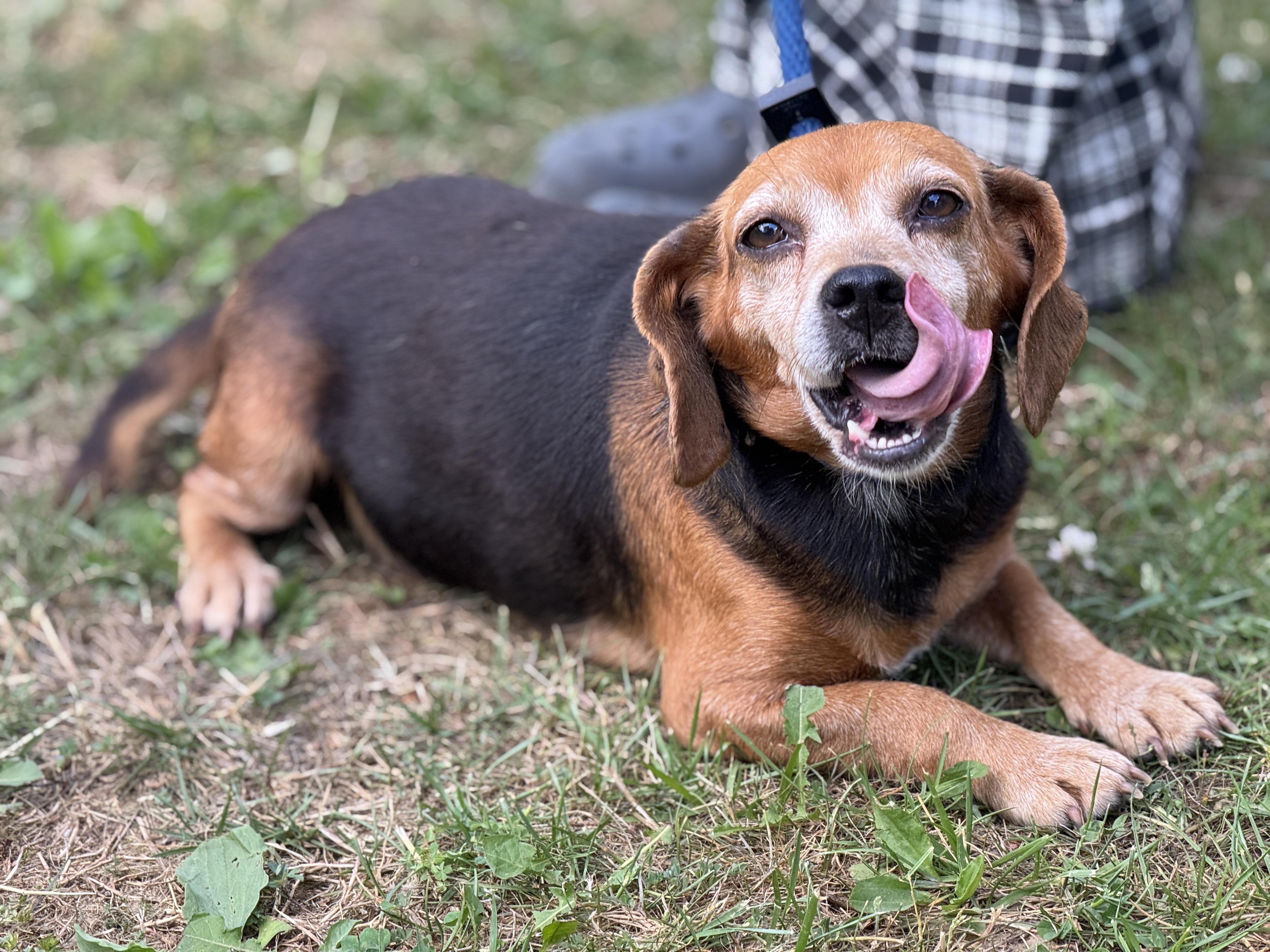 Enlarge Ballerina, a ADOPTABLE Beagle in Richmond, VA image 6/6