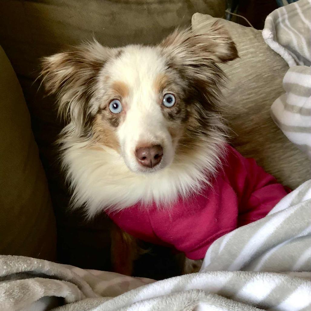 Star, Adoptable, Adult Female Australian Shepherd.