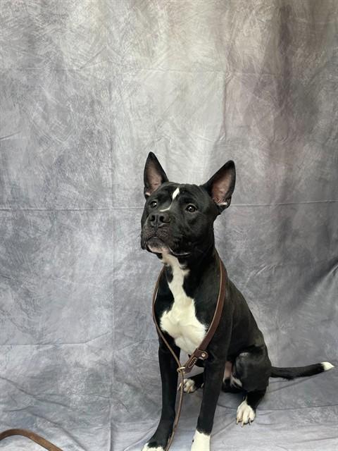 DJANGO, Adoptable, Young Male Pit Bull Terrier.