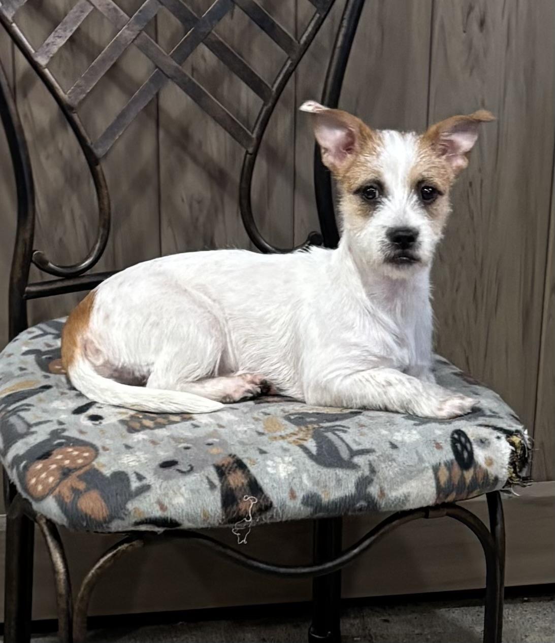 Little Lady, ADOPTABLE, Puppy Female Terrier.