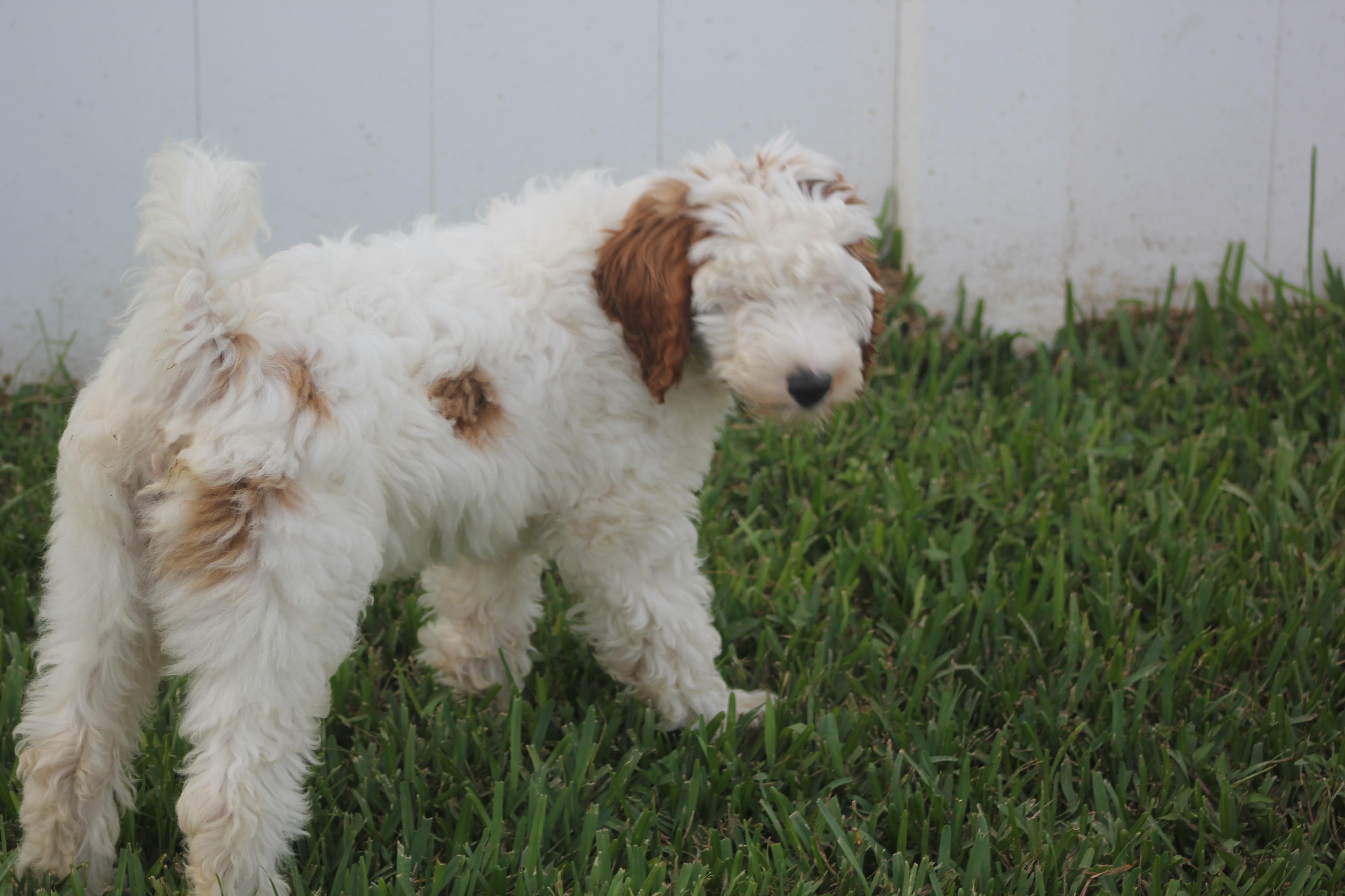Ausley, a Adoptable Goldendoodle in Orlando, FL image 3/4