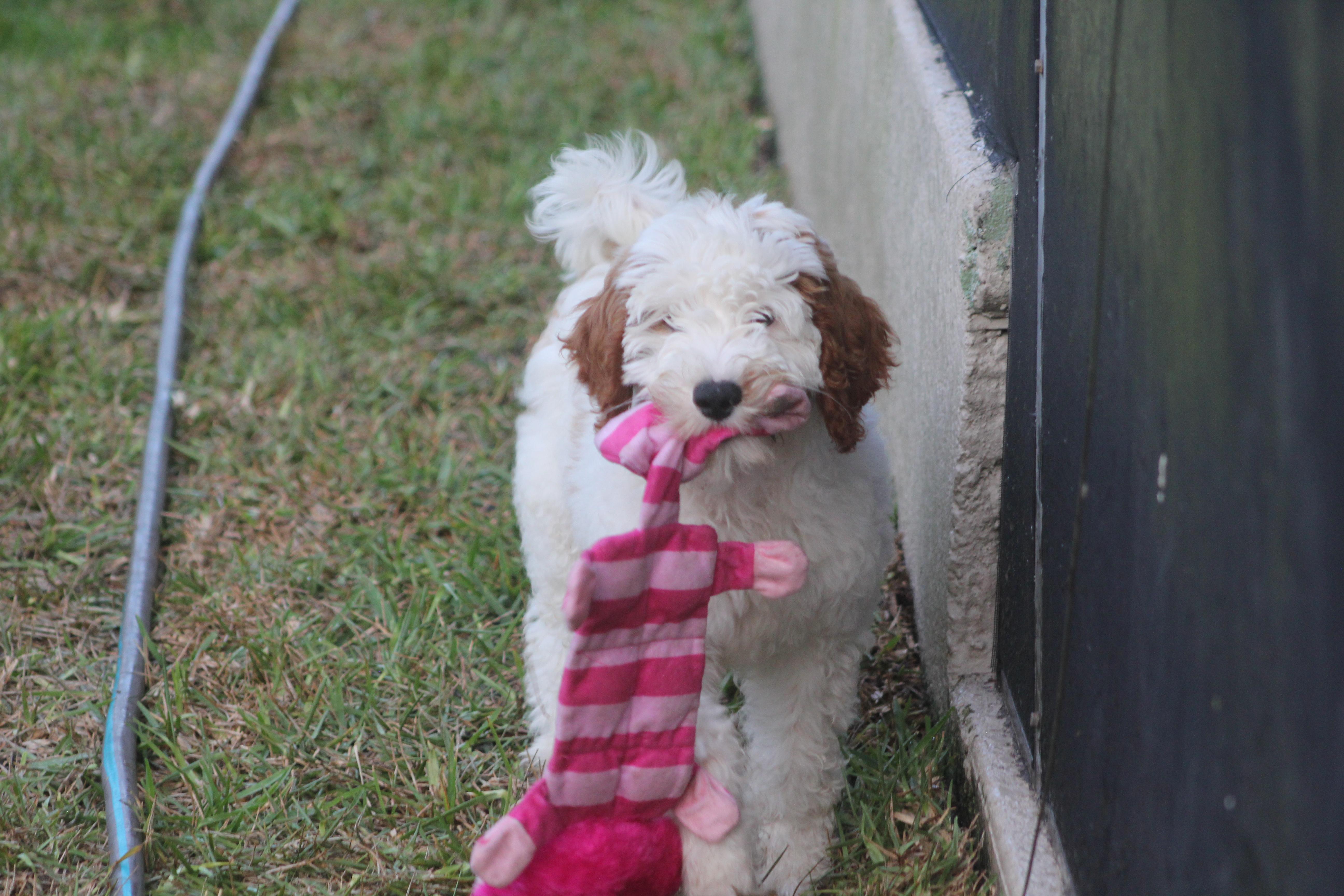 Ausley, a Adoptable Goldendoodle in Orlando, FL image 2/4