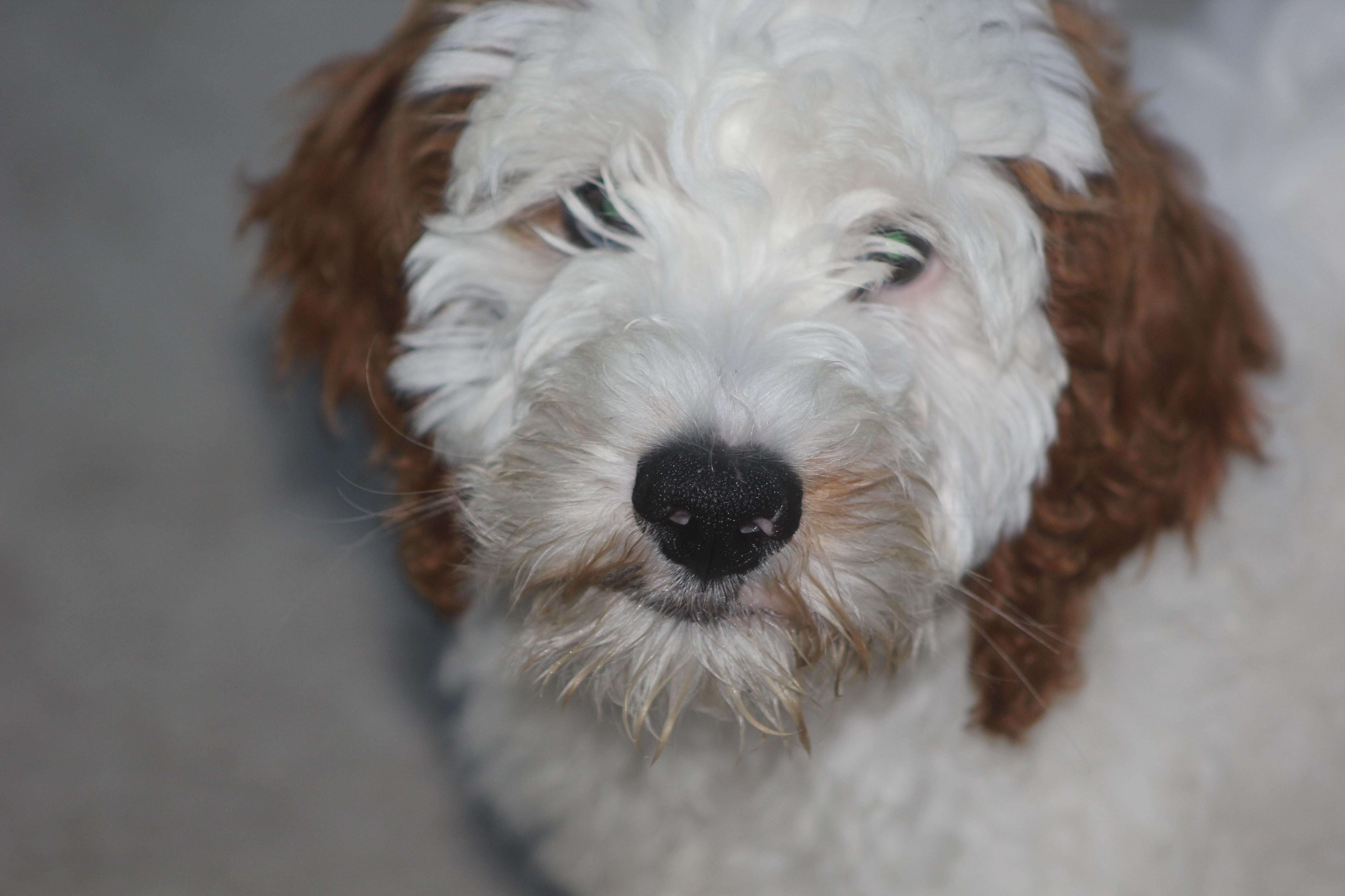 Ausley, a Adoptable Goldendoodle in Orlando, FL image 1/4