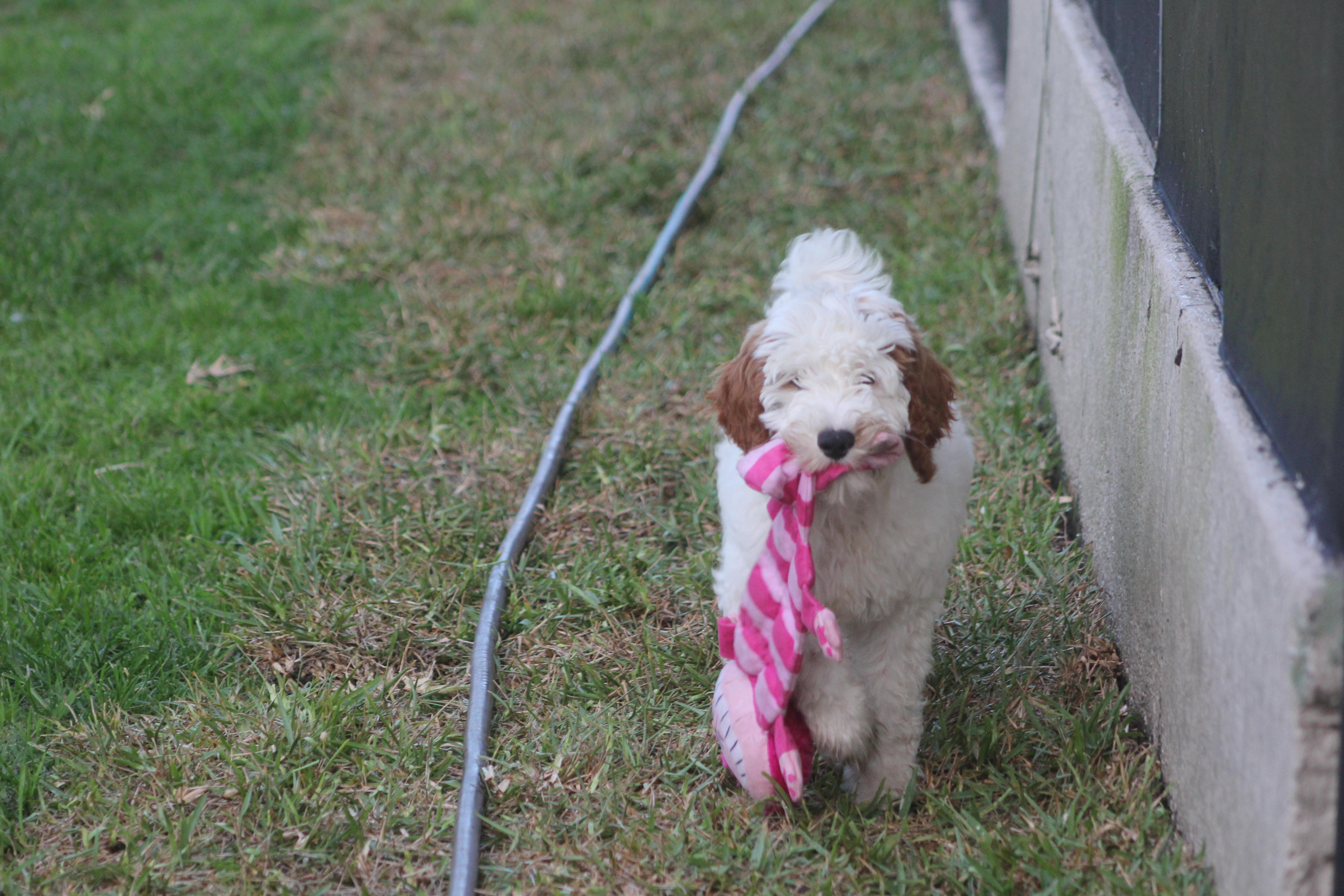 Ausley, a Adoptable Goldendoodle in Orlando, FL image 4/4