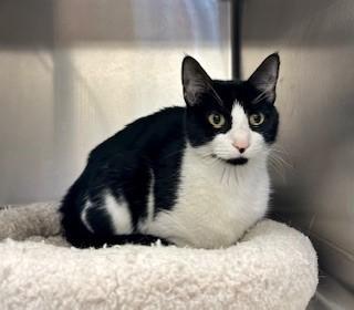 Lucy, adoptable, Adult Female Domestic Short Hair.