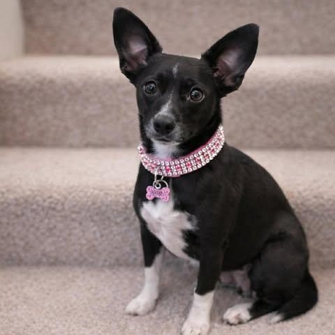 Enlarge Gidget, a Adoptable Chiweenie in Yonkers, NY image 2/5