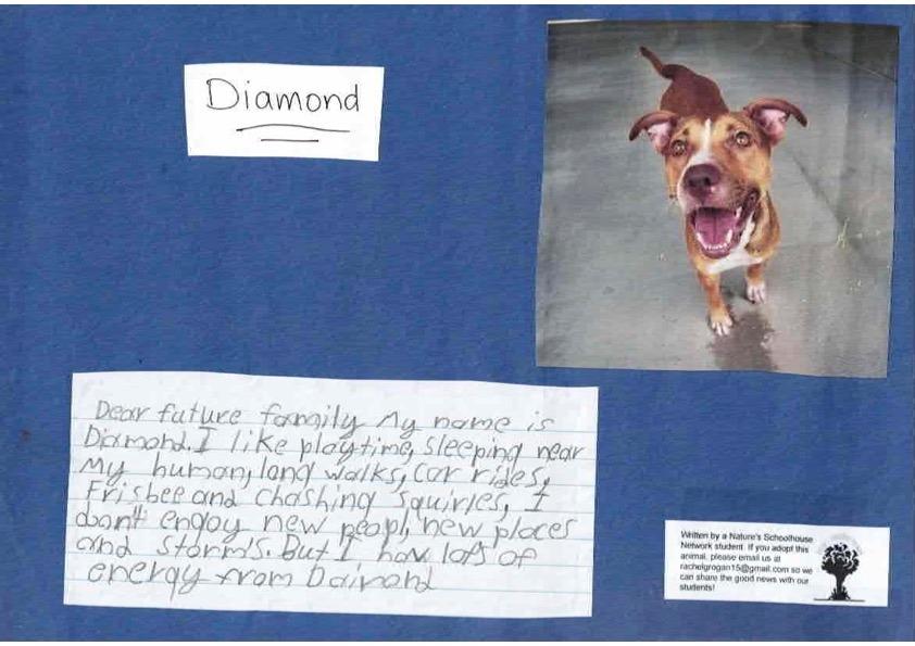 Diamond, Adoptable, Adult Female Pit Bull Terrier & Mixed Breed.