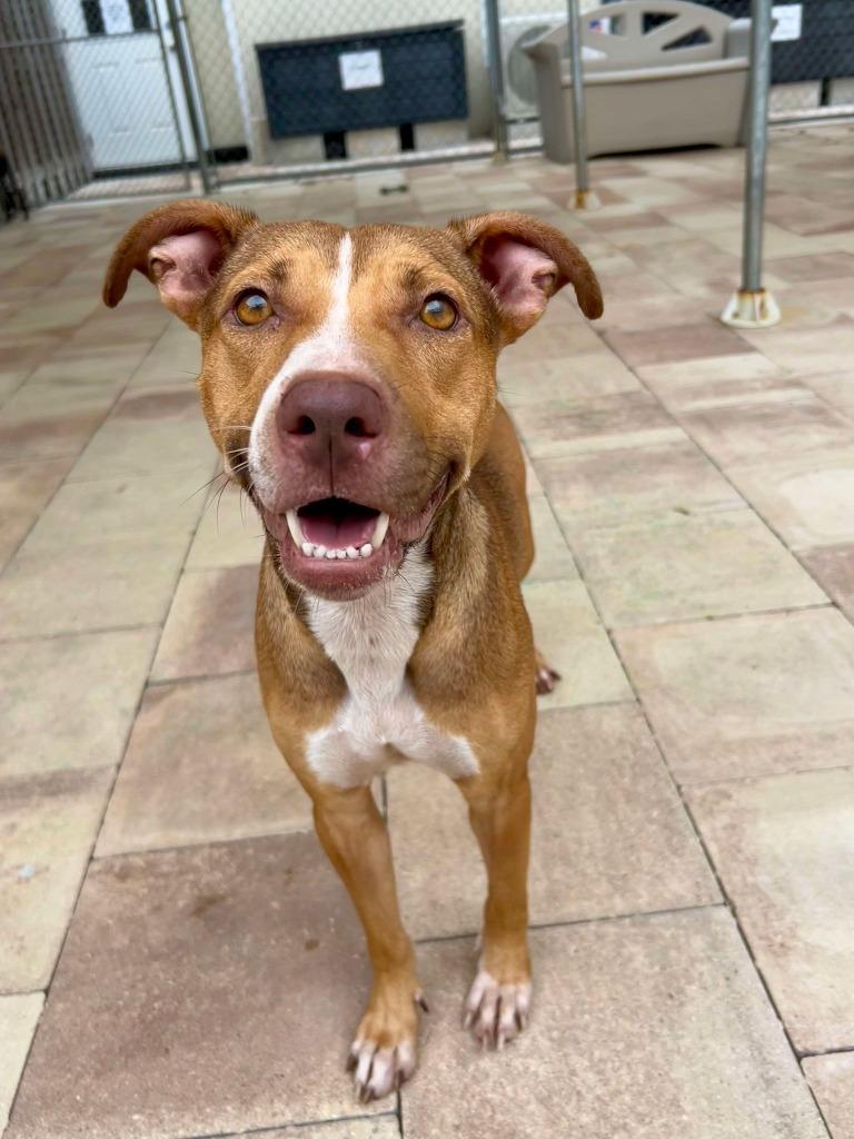 Enlarge Diamond, a Adoptable mixed breed in Sebastian, FL image 1/6