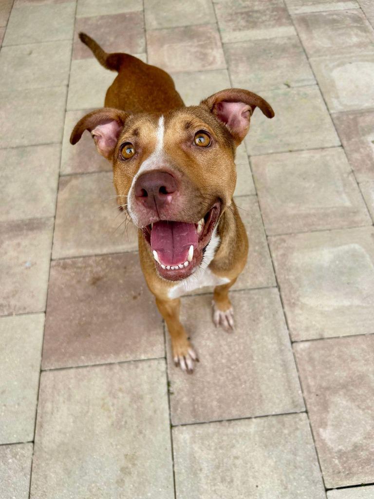 Enlarge Diamond, a Adoptable mixed breed in Sebastian, FL image 2/6