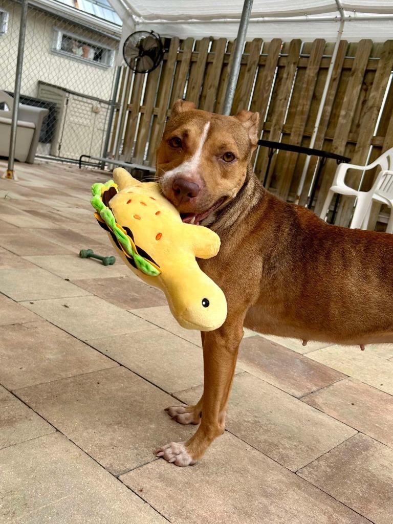 Enlarge Diamond, a Adoptable mixed breed in Sebastian, FL image 4/6