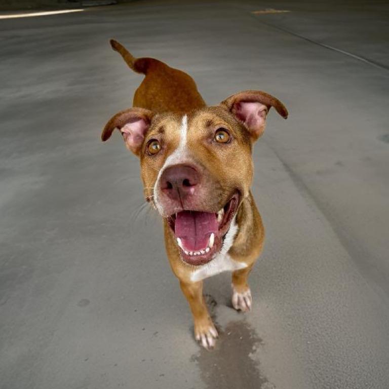 Enlarge Diamond, a Adoptable mixed breed in Sebastian, FL image 5/6