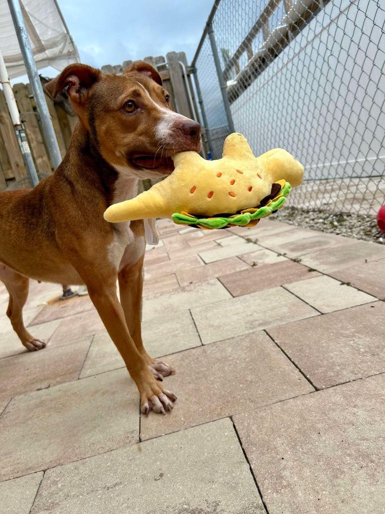 Enlarge Diamond, a Adoptable mixed breed in Sebastian, FL image 6/6