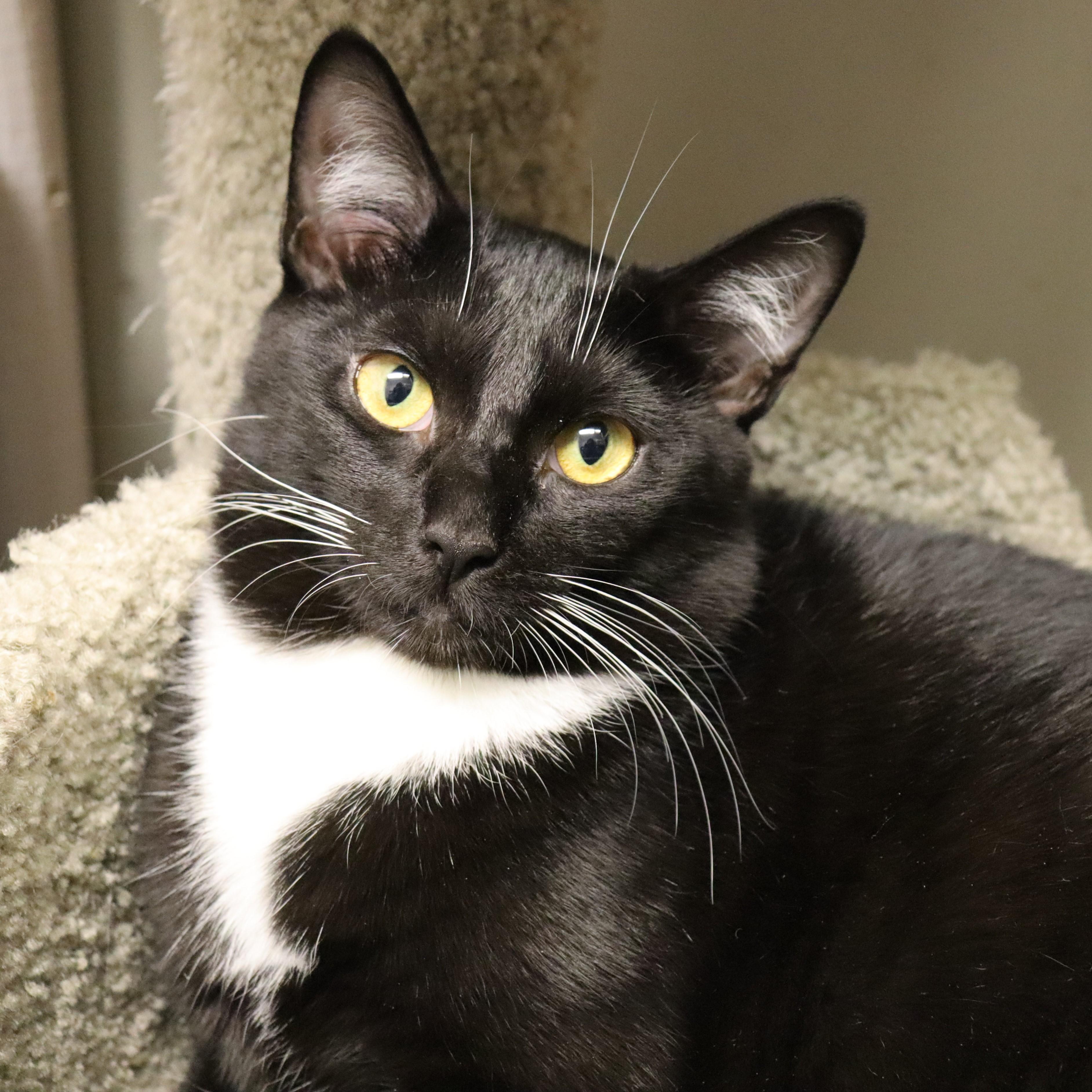 Chanel, a Adoptable Domestic Short Hair in Beacon, NY image 6/6