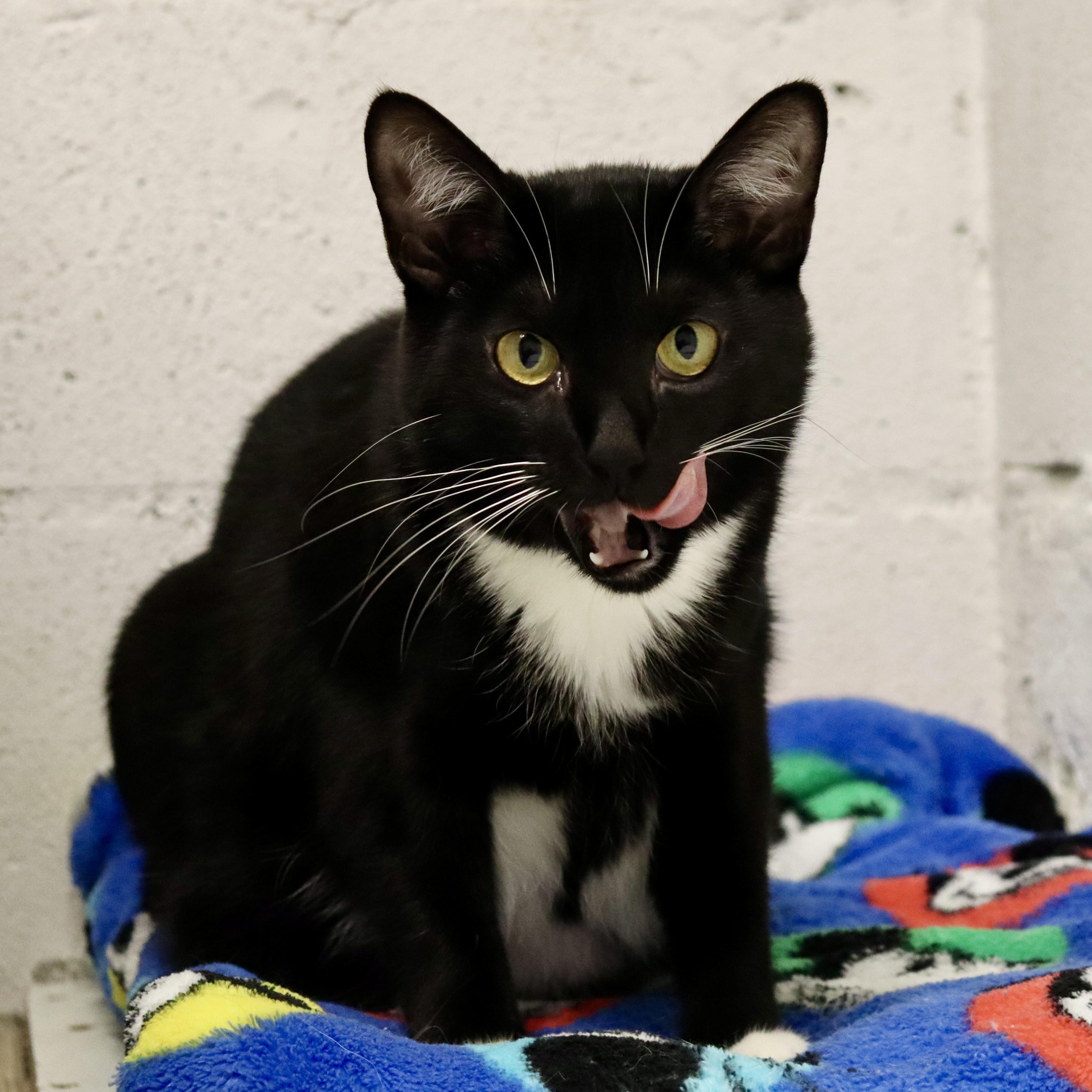 Chanel, a Adoptable Domestic Short Hair in Beacon, NY image 3/6