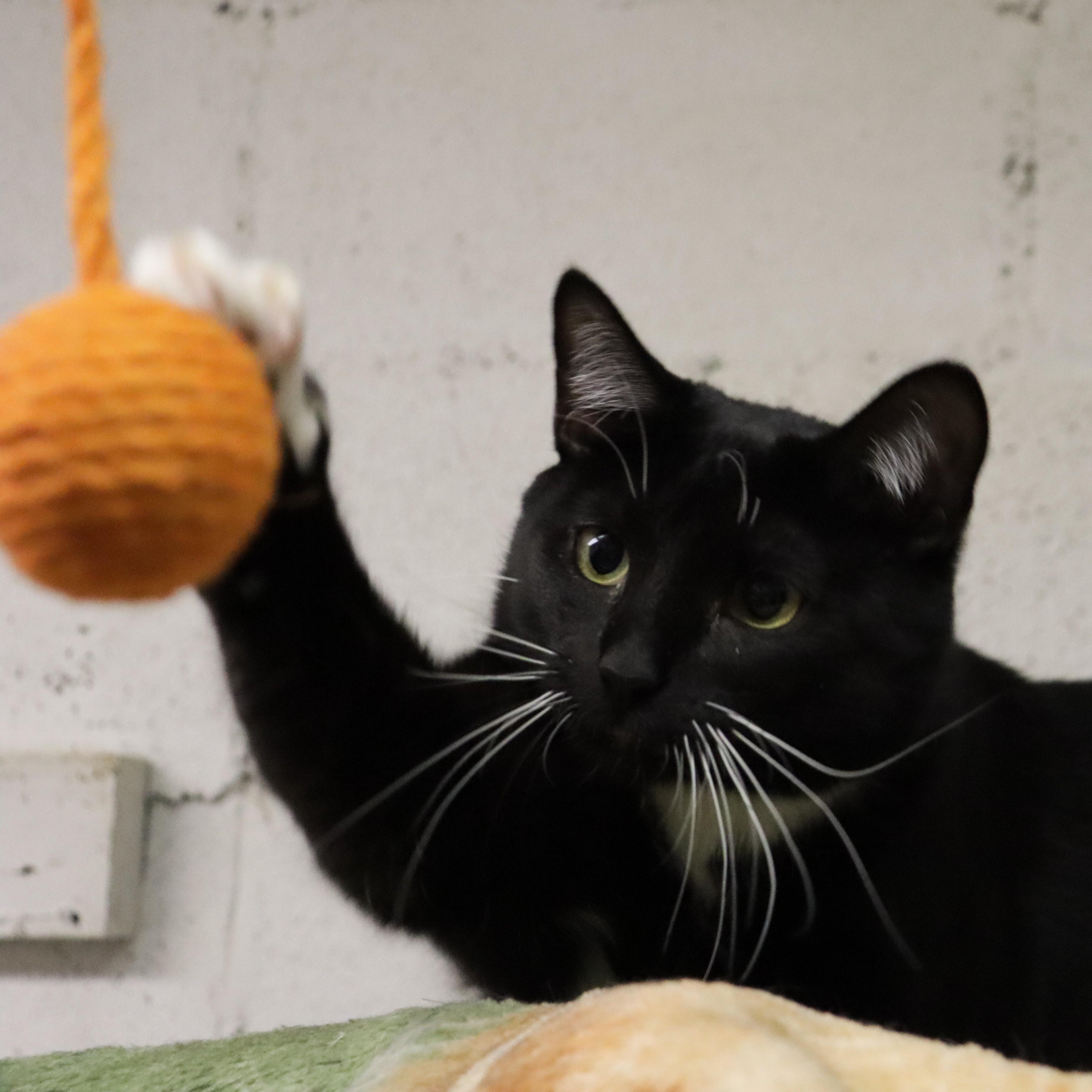 Chanel, a Adoptable Domestic Short Hair in Beacon, NY image 2/6